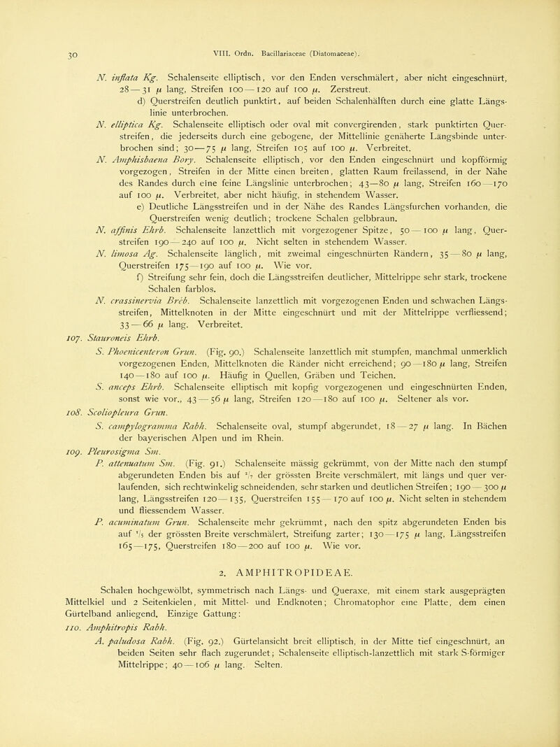 N. inflata Kg. Schalenseite elliptisch, vor den Enden verschmälert, aber nicht eingeschnürt, 28—31 fi lang, Streifen 100—120 auf 100 fi. Zerstreut. d) Querstreifen deutlich punktirt, auf beiden Schalenhälften durch eine glatte Längs- linie unterbrochen. N. elliptica Kg. Schalenseite elliptisch oder oval mit convergirenden, stark punktirten Quer- streifen , die jederseits durch eine gebogene, der Mittellinie genäherte Längsbinde unter- brochen sind; 30 — 75 [i lang, Streifen 105 auf 100 fi. Verbreitet. N. Amphisbaena Bory. Schalenseite elliptisch, vor den Enden eingeschnürt und kopfförmig vorgezogen, Streifen in der Mitte einen breiten, glatten Raum freilassend, in der Nähe des Randes durch eine feine Längslinie unterbrochen; 43—80 fi lang, Streifen 160—170 auf 100 ,u. Verbreitet, aber nicht häufig, in stehendem Wasser. e) Deutliche Längsstreifen und in der Nähe des Randes Längsfurchen vorhanden, die Querstreifen wenig deutlich; trockene Schalen gelbbraun. N. affinis Ehrb. Schalenseite lanzettlich mit vorgezogener Spitze, 50 —100 /.i lang, Quer- streifen 190—240 auf 100 (.1. Nicht selten in stehendem Wasser. N. limosa Ag. Schalenseite länglich, mit zweimal eingeschnürten Rändern, 35 — 80 \x lang, Querstreifen 175—190 auf 100 f.i. Wie vor. f) Streifung sehr fein, doch die Längsstreifen deutlicher, Mittelrippe sehr stark, trockene Schalen farblos. N. crassinervia Breb. Schalenseite lanzettlich mit vorgezogenen Enden und schwachen Längs- streifen, Mittelknoten in der Mitte eingeschnürt und mit der Mittelrippe verfliessend; 33 — 66 jt< lang. Verbreitet. ioy. Staiironeis Ehrb. S. Phoenicenteron Grün. (Fig. 90.) Schalenseite lanzettlich mit stumpfen, manchmal unmerklich vorgezogenen Enden, Mittelknoten die Ränder nicht erreichend; 90—180 fi lang, Streifen 140 —180 auf 100 jt. Häufig in Quellen, Gräben und Teichen. S. anceps Ehrb. Schalenseite elliptisch mit kopfig vorgezogenen und eingeschnürten Enden, sonst wie vor., 43 — 56^ lang, Streifen 120—180 auf 100 \i. Seltener als vor. 108. Scoliopleura Grün. S. canipylogramma Rabh. Schalenseite oval, stumpf abgerundet, 18 — 27 /.i lang. In Bächen der bayerischen Alpen und im Rhein. 10p. Pleurosigvia Sin. P. attenuatmn Sm. (Fig. 91.) Schalenseite massig gekrümmt, von der Mitte nach den stumpf abgerundeten Enden bis auf 2h der grössten Breite verschmälert, mit längs und quer ver- laufenden, sich rechtwinkelig schneidenden, sehr starken und deutlichen Streifen ; 190 — 300^ lang, Längsstreifen 120—135, Querstreifen 155—170 auf 100/u. Nicht selten in stehendem und fliessendem Wasser. P. aamiinatum Grün. Schalenseite mehr gekrümmt, nach den spitz abgerundeten Enden bis auf T/s der grössten Breite verschmälert, Streifung zarter; 130 —175 fj. lang, Längsstreifen 165—175, Querstreifen 180 — 200 auf 100 ju. Wie vor. 2. AMPHITROPIDEAE. Schalen hochgewölbt, symmetrisch nach Längs- und Queraxe, mit einem stark ausgeprägten Mittelkiel und 2 Seitenkielen, mit Mittel- und Endknoten; Chromatophor eine Platte, dem einen Gürtelband anliegend. Einzige Gattung: 110. Amphitropis Rabh. A. paludosa Rabh. (Fig. 92.) Gürtelansicht breit elliptisch, in der Mitte tief eingeschnürt, an beiden Seiten sehr flach zugerundet; Schalenseite elliptisch-lanzettlich mit stark S-förmiger Mittelrippe; 40—106 /.i lang. Selten.