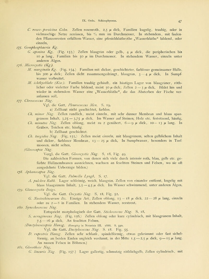 C. roseo -persicina Colin. Zellen rosenroth, 2,5 fi dick, Familien kugelig, traubig, oder in vielmaschige Netze zerrissen, bis *h mm im Durchmesser. In stehendem, mit faulen- den Pflanzenresten erfülltem Wasser, eine pfirsichblüthrothe „Wasserblüthe bildend, oder einzeln. 175. Gomphosphaeria Kg. G. aponina Kg. (Fig. 153.) Zellen blaugrün oder gelb, 4 j.i dick, die peripherischen bis 10 \i lang, Familien bis 50 f.i im Durchmesser. In stehendem Wasser, einzeln unter anderen Algen. 176. Microcystis (Kg). M. marginata Kg. (Fig. 154.) Familien mit dicker, geschichteter, farbloser gemeinsamer Hülle, bis 300 [i dick; Zellen dicht zusammengedrängt, blaugrün, 3 — 4 (i dick. In Sumpf- wasser verbreitet. M. ichthyoblabe (Kze.). Familien traubig gehäuft, ein häutiges Lager von blaugrüner, röth- licher oder violetter Farbe bildend, meist 50 £1 dick; Zellen 2 — 3 /t dick. Bildet hin und wieder in stehendem Wasser eine „Wasserblüthe, die das Absterben der Fische ver- anlassen soll. ijj. Chroococcns Näg. Vgl. die Gatt. Pleurococcus Men. S. 19. a) Zellhaut nicht geschichtet, farblos. Ch. minor Näg. Zellen rundlich, meist einzeln, mit sehr dünner Membran und blass span- grünem Inhalt, 3,25 — 3,75 /.i dick. Im Wasser auf Steinen, Holz etc. festsitzend, häufig. Ch. minutus Näg. Zellen oblong, meist zu 2 genähert, 6 — 9 /.i dick, 10— 13 fi lang. In Gräben, Teichen etc. häufig. b) Zellhaut geschichtet. Ch. titrgidits Näg. (Fig. 155.) Zellen meist einzeln, mit blaugrünem, selten gelblichem Inhalt und dicker, farbloser Membran, 13 — 25 (.1 dick. In Sumpfwasser, besonders in Torf- mooren, nicht selten. (Gloeocapsa Näg. Vergl. die Gatt. Gloeocystis Näg. S. 18. Fig. 49. Die zahlreichen Formen, von denen sich viele durch intensiv roth, blau, gelb etc. ge- färbte Hüllmembranen auszeichnen, wachsen an feuchten Steinen und Felsen, wo sie oft ausgedehnte Ueberzüge bilden.) ij8. Aphanocapsa Näg. Vgl. die Gatt. Palmella Lyngb. S. 17. A. pulchra Rabh. Lager schleimig, weich, blaugrün, Zellen von einander entfernt, kugelig mit blass blaugrünem Inhalt, 3,5—4,5 f.i dick. Im Wasser schwimmend, unter anderen Algen. lyp. Glaucocystis Itzigs. Vgl. die Gatt. Oocystis Näg. S. 18. Fig. 52. G. Nostochinearnm Itz. Einzige Art; Zellen oblong, 13 — 18 (i dick, 22 — 28 /.i lang, einzeln oder zu 2 — 8 in Familien. In stehendem Wasser, zerstreut. 180. Synechococais Näg. Entspricht morphologisch der Gatt. Stichococcus Näg. S. 18. 5. aeruginosus Näg. (Fig. 156.) Zellen oblong oder kurz cylindrisch, mit blaugrünem Inhalt, 7,5—\6 (U dick. An feuchten Felsen. (DdCtylocoCCOpsis Hansg. Hansgirg in Notarisia III. 1888. S. 590. Vgl. die Gatt. Dactylococcus Näg. S. 18. Fig. 55. D. rupestris Hansg. Zellen sehr schlank, spindelförmig, etwas gekrümmt oder fast sichel- förmig, an beiden Enden ungleich verdünnt, in der Mitte 1,5 — 2,5 /.i dick, 9—15 j« lang. An nassen Felsen in Böhmen.) 181. Gloeothece Näg. G. linearis Näg. (Fig. 157.) Lager gallertig, schmutzig röthlichgelb, Zellen cylindrisch, mit