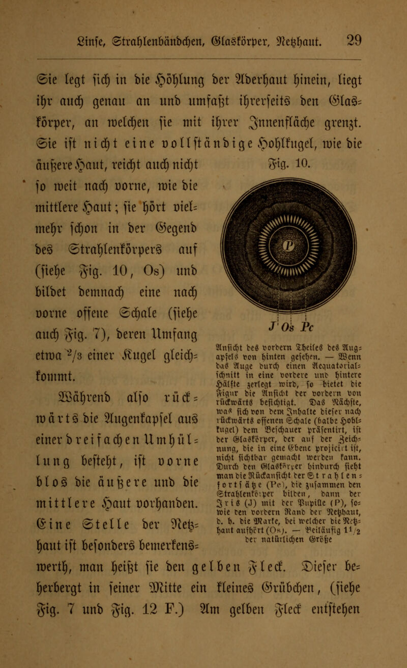 ©ie legt fid) in bie §öl)lung ber älber^aut tjinetn, liegt iljr aud) genau an unb umfaßt t^rerfcttä ben ©laä= förper, an iDetdjen fie mit ifjrer ^nnenfldd&c grenjt. ©ie ift ntdjt eine oollftänbige §of)lfugel, roie bie äußere §aut, reidjt audjnidjt 3% 10, fo rueit nad) Dorne, roie bie mittlere §aut; fie Ijört triet mel)r fdjon in ber ©egenb be§ ©tra^tenforperS auf (fiefje §ig. 10, Os) unb bilbet bemnad) eine nad) Dorne offene ©djale (fief)e aud) §tg. 7), bereu Umfang etroa */8 einer itugel gleid> tomint. SGBä^rcnb atfo r ü tf s raärtS bie Slugentapfel auä einer b r e i f a d) e n U m l) ü t = lung befielt, ift Dome Mo§ bie äußere unb bie mittlere §aut oorljanben. (Sine ©teile ber 9tefc= fjaut ift fcejonberS bewerfend toertf), man Reifet fie ben gelben Jlecf. SDiefer be= Verbergt in feiner SRitte ein tletneä ©rubren, (fielje gig. 7 unb fjig. 12 F.) 2tm gelben gtecf entfielen Slnftdjt be$ t> orbern Str>eireö bes 2Utg= apfelS ton fyinten gefefyen. — SBenn ba$ tfuge burd) einen 'Hcquatorials fcfjnitt in eine üorbeve unb Wintere ^ä(fte jertegt reirb, fo bietet bie fttaur bie Änficfet ber toovbern tion rüdwärts befid)tigt. $)a3 Wätyfte, na* fid) t>cn bem ^nbalte biefer nad) rüdtoärtg offenen (Schale (halbe $obU tuael) bem Sefdjauer präfenttrt, ift ber ®Ia3ferpcr, ber auf ber 3eid)-- nnng, bie in eine (£bene pro|icirt ift, nicbt fiditbav gemalt werben fann. SDitvcb ben <Sla*r«M-yer Innbnrd) fiefyt man bie SRücf anfic&t ber © t r a f) (e n s fortf ä$e (Vc), bie jufammen ben ©trafylentoiper bilben, bann ber 3 vi« (J) mit ber ^upiüe (P), fo* toie ten torbern föanb ber IKelßnaut, b. b. bie Warte, bei welcher bie9iefc; t)aut anf^crt(Osj. — beiläufig l1.2 ber natürüdjen ©röfee