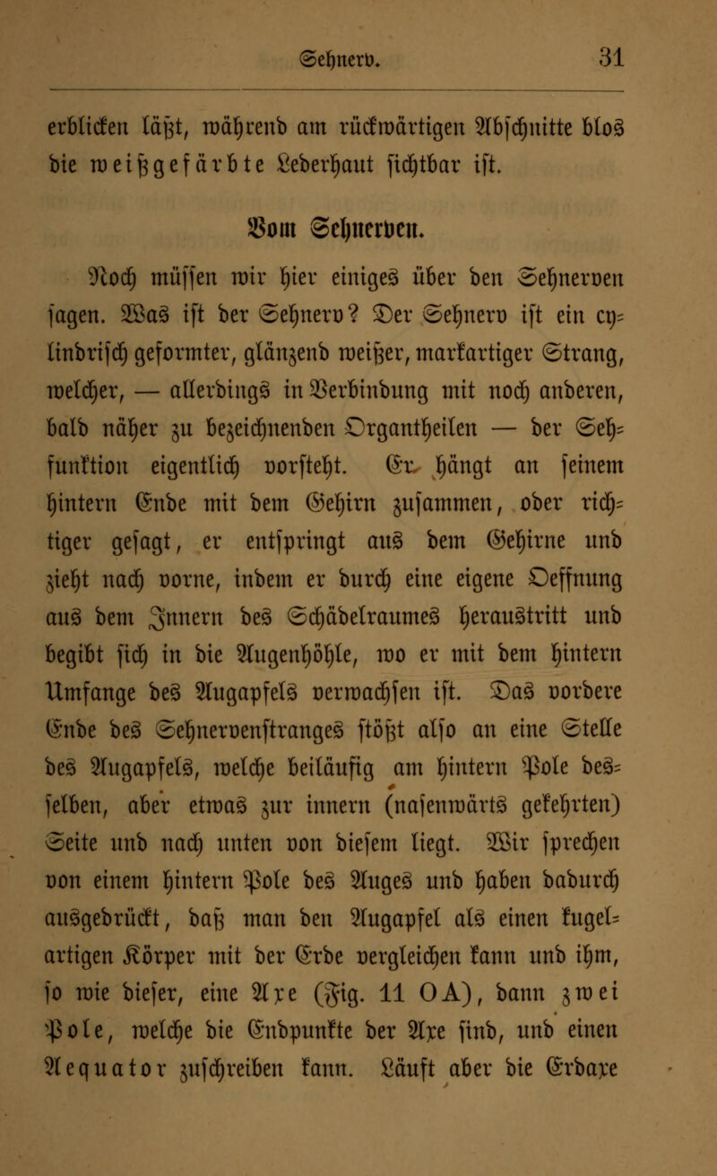 erblichen läßt, roä^renb am rücfroartigen 2lb|Quitte btoS bie Tt)ei^gefärbte ßeberl)aut ftd^tbar ift. Öom Seljnerben- 9fod) muffen mir t)ier einiges über ben ©efjnerDen fagen. 2öa3 ift bcr ©el)nero? ©er ©etjnero ift ein et)* linbrijdj geformter, gtanjenb meißer, mariartiger ©trang, melier, — aHerbingS in 33erbinbung mit nod) anberen, balb näfjer gu bejeidjnenben Organtl)eilen — ber ©et)= funftion eigentlich Dürftest. @u Ijängt an feinem ^intern (Snbe mit bem ©e^irn jufammen, ober rid)= tiger gefagt, er entspringt aitS bem ©efjirne unb jieljt nad) Dorne, inbem er burd) eine eigene Oeffnung au3 bem ^tmern be§ ©d)äbelraume3 fjerauStritt unb begibt ftdj in bie 2lugenljöljle, mo er mit bem fjintern Umfange be3 2lugapfel§ Dermalen ift. ©a§ Dorbere (Snbe be§ ©c^ncrücnftrangeS ftötft alfo an eine ©teüe beä STugapfelS, meldje beiläufig am ^intern s$ole be§= felben, aber etroaS jur innern (nafenrodrtS gelehrten) ©eite unb nad) unten dou biefem liegt. 2Bir fpredjen dou einem ^intern 5ßoIe be§ 2luge§ unb fjaben baburd) auSgcbrütft, baß man ben Slugapfet als einen luget artigen Äorper mit ber @rbe Dergleichen lann unb if)m, fo tDie biefer, eine 21 ye ($ig. 11 OA), bann jmet $ole, roeld^e bie ©ubpunfte ber St^ce finb, unb einen 2lequator jufdjreiben fann. Säuft aber bie ©rbajce