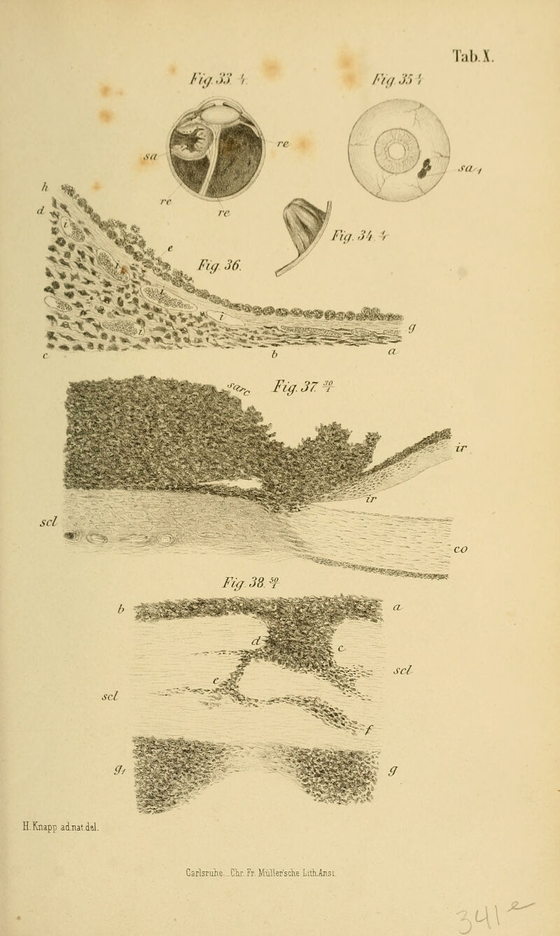 I;il» \ / )</ ■')'. >' Fig 35 / sa , scl 9/ 9 H.Knapti ainatdel. Carlsruhe._Ciir. Fr. Mifller'sdie LitkAnsL ■y\\ 2^