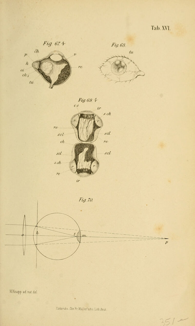 Tab. XV Fig 67. 'f Fig 68 Fig 69A ck scl Fig. 70. H.Knapp ad.nat.del. -arlsruhe..Chi.'Fr.MaierischeLith.Arist. V61