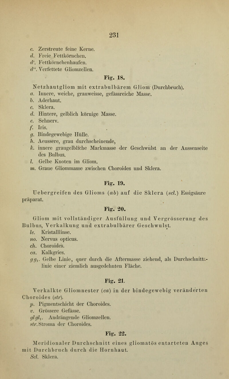 c. Zerstreute feine Kerne. ä. Freie Fettkörnclien. ä'. Fettkörnchenhaufen. ä. Verfettete Gliomzellen. Fig. 18. Netzhautgiiom mit extrabulbärem Gliom (Durchbruch). a. Innere, weiche, grauweisse, gefässreiche Masse. b. Aderhaut. c. Sklera. d. Hintere, gelblich körnige Masse. e. Sehnerv. f. Iris. g. Bindegewebige Hülle. h. Aeussere, grau durchscheinende, k, innere graugelbliche Markmasse der Geschwülst an der Aussenseite des Bulbus. I. Gelbe Knoten im Gliom. m. Graue Gliommasse zwischen Choroides und Sklera. Fig. 19. Uebergreifen des Glioms (ab) auf die Sklera (sei.) Essigsäure präparat. Fig. 20. Gliom mit vollständiger Ausfüllung und Vergrösserung des Bulbus, Verkalkung und extrabulbärer Geschwulst. le. Kristalllinse. no. Nervus opticus. cli. Choroides. ca. Kalkgries. ggx. Gelbe Linie, quer durch die Aftermasse ziehend, als Durchschnittc- linie einer ziemlich ausgedehnten Fläche. Fig. 21. Verkalkte Gliomnester (ca) in der bindegewebig veränderten Choroides (str). p. Pigmentschicht der Choroides. v. Grössere Gefässe. glglj.. Andrängende Gliomzellen. str. Stroma der Choroides. Fig. 22. Meridionaler Durchschnitt eines gliomatös entarteten Auges mit Durchbruch durch die Hornhaut. Sei. Sklera.