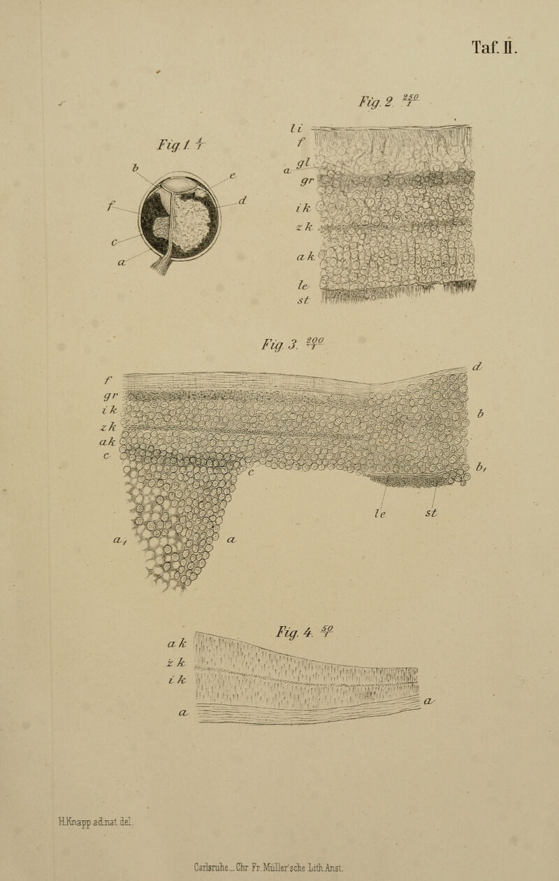 Fig. 2 250 Fig. f. f ik zk ak le- st Fig. 3. m d %$, ik . zk 1 st ak z k i 7c Fig. 4-. RKnappainatde: Cadsnihs._Ckr Tr.MuTler'sche Lithinst.