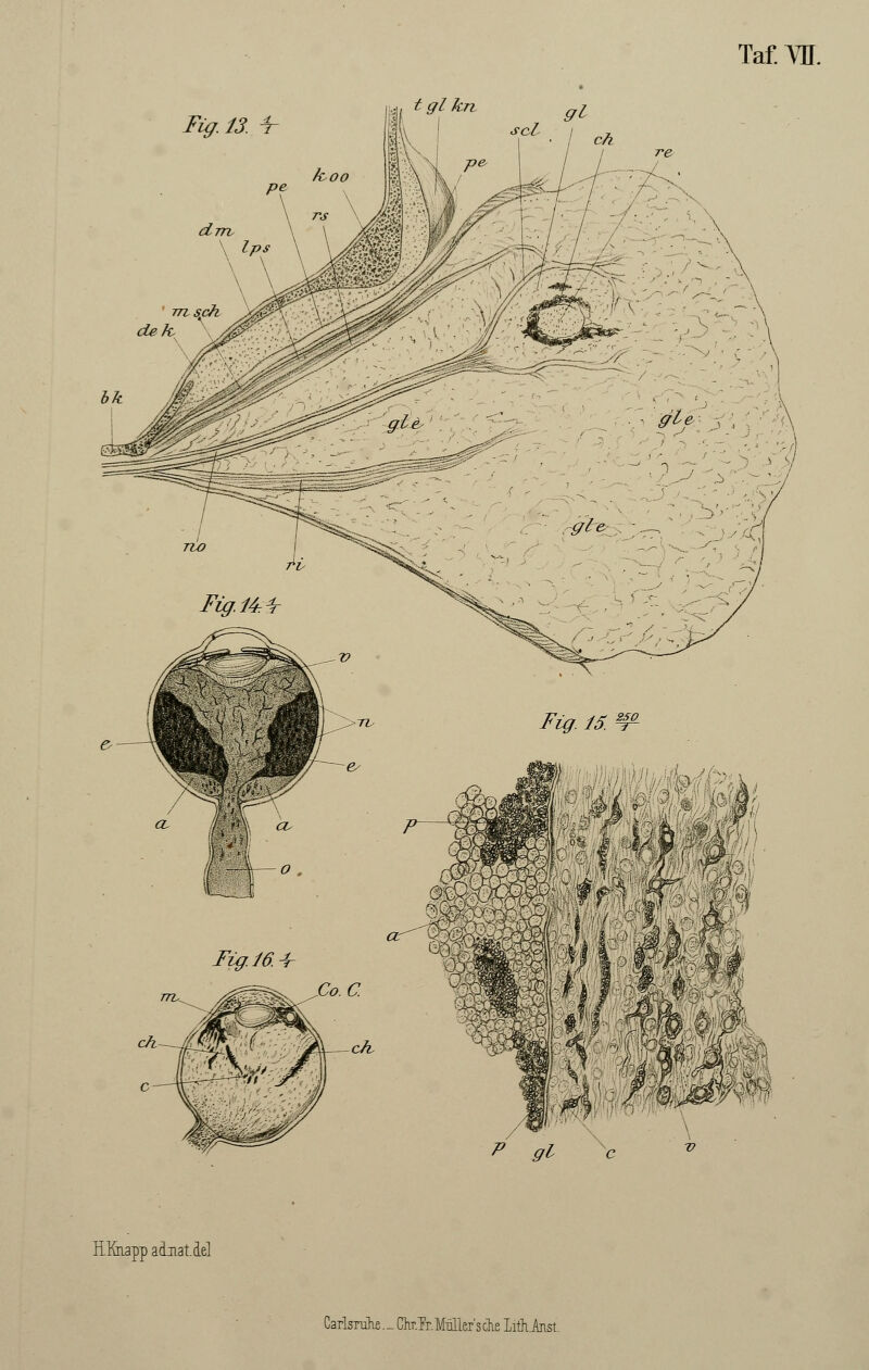 Fig. 13. t Fig. 16.1 hl 4 * ,t Wm - pi Hföiapp adnat.del Carlsruk._ ChT.Tr.M-üller'sche Iith.Anst.