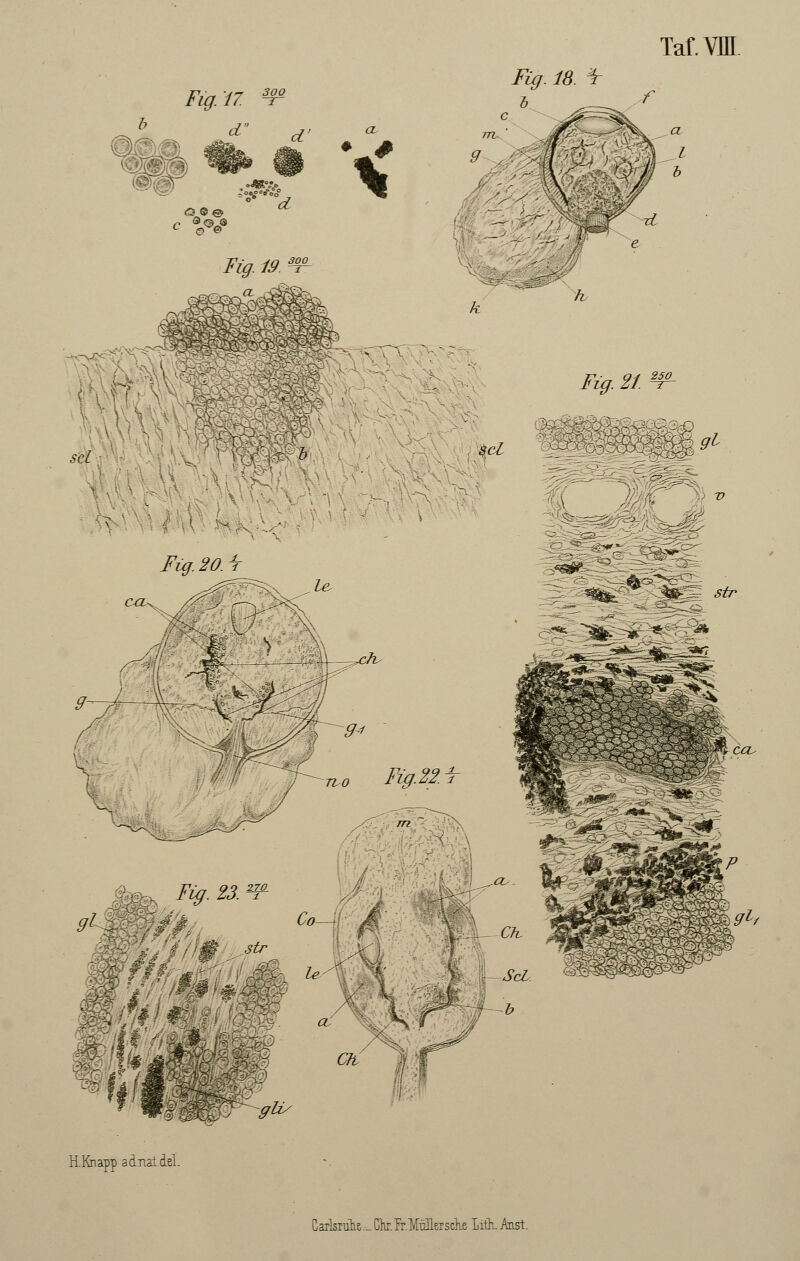 TafWI Fig. 18. t i f H.Knapp adnaideL CarlsTuhe,- Ck.fr.MulleTsclie Iith. Anst