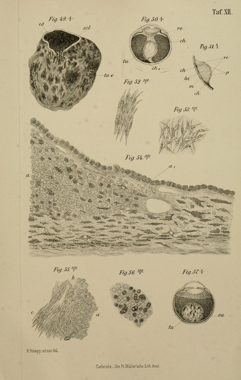 Fig. 49. Fig. 50.4- Fig.55. .-fjr« H.Rnapp ainatlel J%Jtf '■iiStf ^1« -<; FigJZ^r