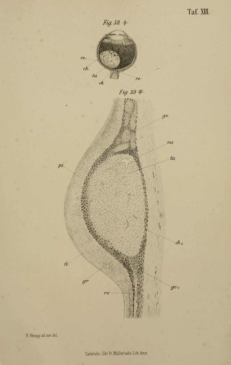 Fig.5& + Fig. 59. #- & £ m chi H. Knapp ad.nat.del. gr 9&i Cailsrulie._ClLr.rT.lV[uller'se^eLith.liist.