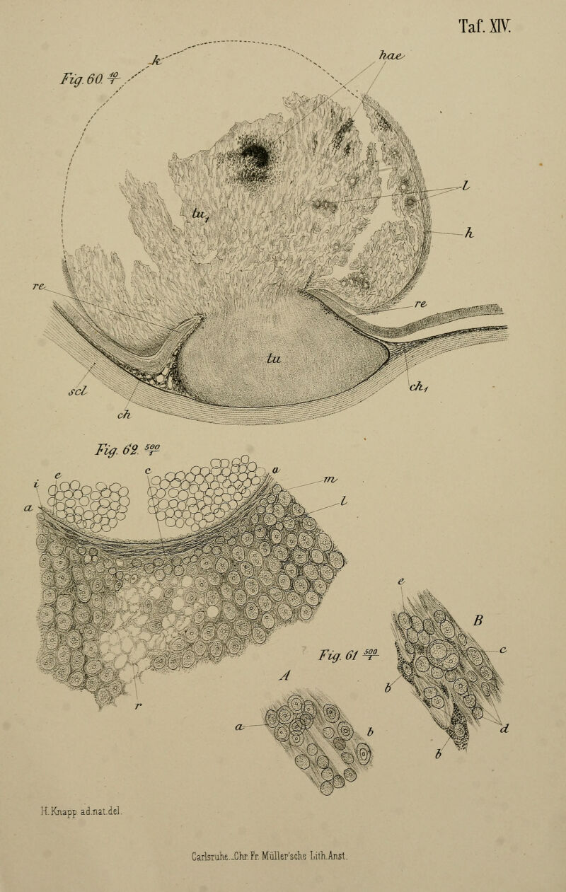 k Fig.m^-y haes IS tiv mm ^l —h sei tu- m Fig. 61 'S 1%. * * * »M H.Knapp ad.nat.del.