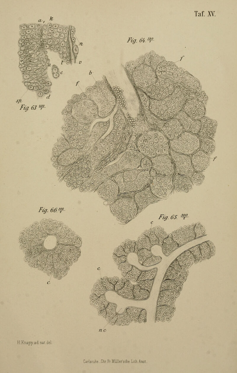 Taf. XV. d> Fig. 64. f s/i Fig. 63 W d :m f ■ $m Fig. 66: H.Knapp ad.tiat.del. W Fig. 65. -■^ö.'c ■r . 1 p:;:'; Carisrohe -Chr. Fr Müllefsche Lith. Anst.