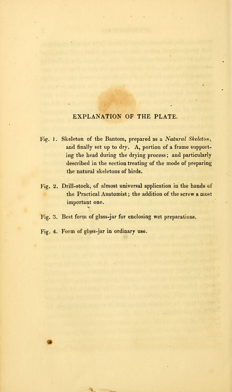 Fig. 1. Skeleton of the Bantom, prepared as a Natural Skeleton^ and finally set up to dry. A, portion of a frame support- ing the head during the drying process; and particularly described in the section treating of the mode of preparing the natural skeletons of birds. Fig. 2. Drill-stock, of almost universal application in the hands of the Practical Anatomist; the addition of the screw a most important one. Fig. 3. Best form of glass-jar for enclosing wet preparations.
