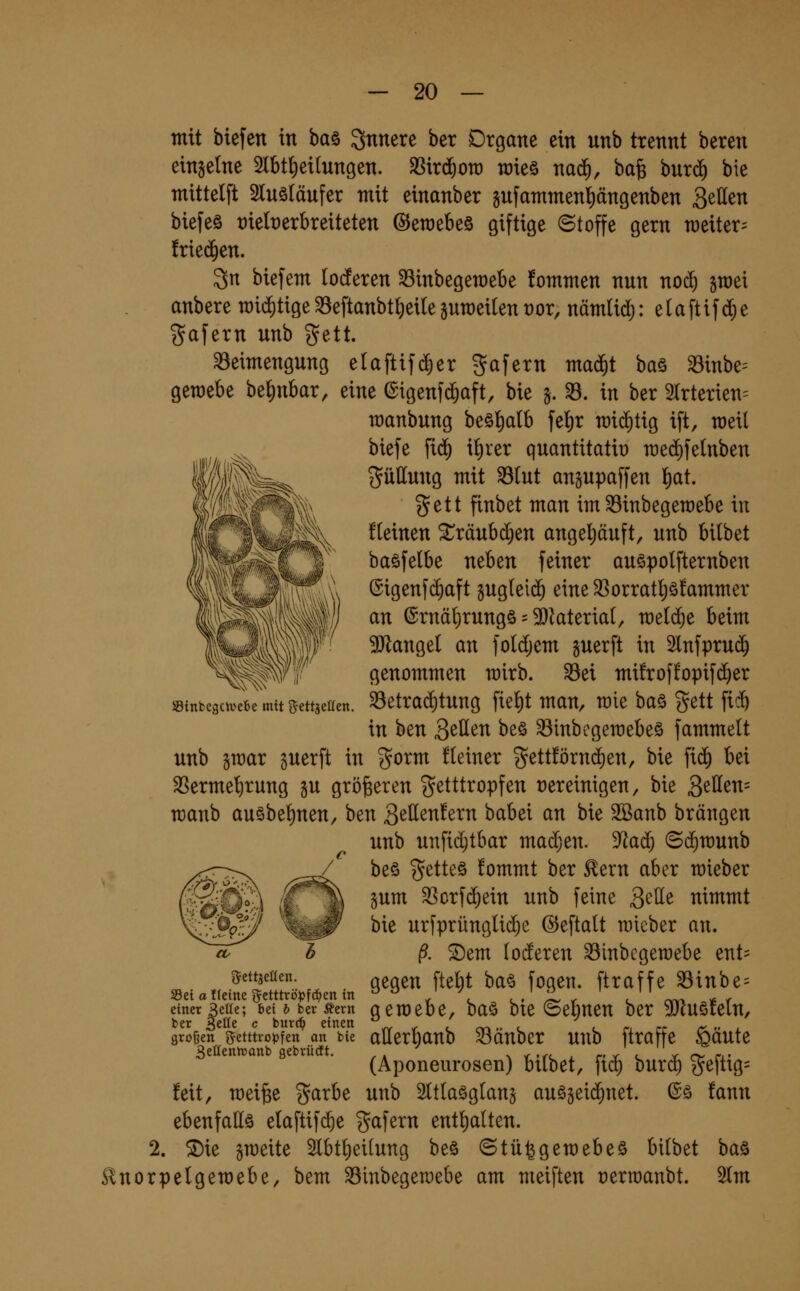 mit biefen in ^a% innere ber Organe ein unb trennt beren einzelne Slbt^eilungen. SSir^ou) raieö mä), ba^ bnrd^ bie mittelft Slnsläufer mit einanber gufammenl)ängenben Seilen biefeö üielDerbreiteten ©emebeö giftige Stoffe gern weiter^ !rie(^en. 3n biefem locferen ^inbegemebe fommen nun noc^ sroei anbere mid^tige^eftanbt^eilegumeilent)or, nämlid): etaftifi^e gafern unb ^ett. 33eimengung elaftif^er ^afern ma(^t ha^ 33inbe:= geraebe be^nbar, eine ©igenfc^aft, bie §. 33. in ber 2Irterien= roanbung beö^alb fe^r miditig ift, weil biefe fic^ il)rer quantitatii) n)ed)felnben güttung mit S(ut ansupaffen ]f)at. gett finbet man im ^inbegemebe in fteinen ^räubd;en angeljäuft, unb bilbet baöfelbe neben feiner auöpolfternben (5igenfd)aft sugleld^ eine 33orratljä!ammer an @rnä^rungö = 9)laterial, meiere beim SJlangel an foldjem guerft in 5lnfpruc^ genommen mirb. ^ei müroffopifd^er ^etra(^tung fie^t man, mie ha^f gett ficft in ben Q^\itn beö ^inbogeraebeö fammelt unb smar guerft in gorm üeiner gett!örnd)en, bie fid) bei ^ermet)rung ju größeren getttropfen vereinigen, bie 3^tten= manb auöbel)nen, ben S^tt^nfern babei an bie Sßanb brängen unb unfid)tbar madjen. 9^ad^ (S($n)unb beö gettes fommt ber ^ern aber mieber §um 33crf(^ein unb feine QtUt nimmt bie urfprünglic^e ©eftalt mieber an. ß. ®em loderen ^inbcgeroebe ent= Ofettseüen. g^geu fte^t ba§ fogen. ftraffe ^inbe= einer sette; bei 6 ber Äern gewebe, ba§ bie ©ebueu ber 9Jluö!eln, ber gelle c buxdf einen ^ ^ t m -. c ^ n rr r •• l groüen getttro^fen on bie aUerbaub ^aubcr uub ftraffe ©ante Scttennjanb gebrücft. ^. ^ . ^,^. ^ .,' . \ J... (Aponeurosen) bilbet, fic^ burcQ ?5eftig= feit, mei^e garbe unb Sltlaögtans auögeid^net. ©ö fann ebenfalls etaftifc^e ^^afern entt)a(ten. 2. 2)ie ä^eite 2lbt^ei(ung be§ Stü^gemebeö bilbet ba§ ^norpelgemebe, bem ^inbegeraebe am meiften rerroanbt. 5(m SBinbegciveBe mit gcttjeüen.