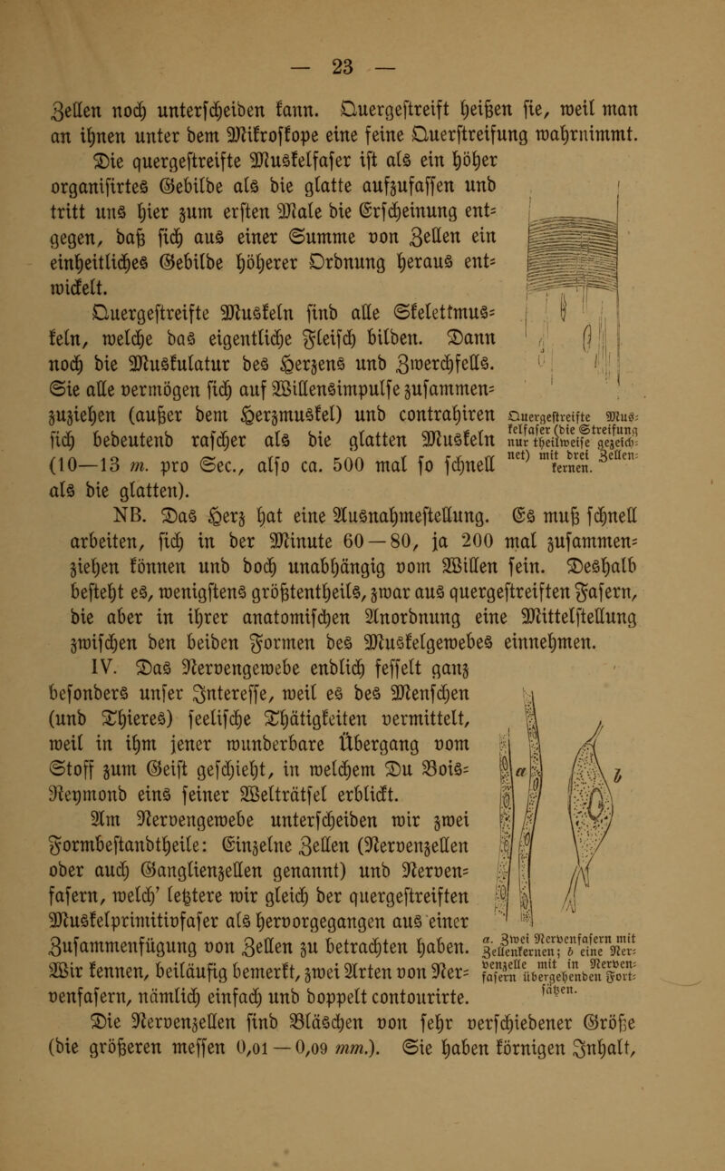 gjJuö; Seilen nod) unterfd^eiben fann. üuergeftreift l^eifeen fie, tüeil man an it)nen unter bem Witto^topt eine feine Ouerftreifung wahrnimmt. ®ie querge[treifte 3J?uöfelfafer ift a(§ ein l)öl)er organifirteö ©ebitbe a(ö bie glatte auf^ufaffen unb tritt unö l)kv gum erften 9JJale bie (Srfd)einung ent= gegen, ba^ fiä) auö einer «Summe t)on Seilen ein ein^eitli($e§ @ebilbe l)öl)erer Drbnung ^erau§ ent- iDidelt. Duergeftreifte 3Kuöfeln finb alle (5!elettmu§= !eln, meldte baö eigentliche gleifc^ bilben. ^ann no(^ bie 3Jlu§!ulatur be§ Ser§en§ unb gmerdifellö. ©ie alle Dermögen fid^ auf SöillenSimpulfe §ufammen= ' §u§iel)en (auger bem §er§muö!el) unb contral)iren Quevüeftrcifte )iä) bebeutenb rafi^er alö bie glatten ^uö!eln nUl^Äei^^gÄn (10-13 m. pro ©ec, alfo ca. 500 mal fo f(*nell ''^ 'fernen. ^''^ als bie glatten). NB. ^a§ §er§ l)at eine 2luönal)meftellung. @ö mufe f$nell arbeiten, fi(^ in ber 3Jlinute 60 — 80, ja 200 mal gufammen^ §ieljen fönnen unb bo(^ unabl)ängig rom SBiUen fein. ®eöl)alb beftel)t eö, menigftenö grögtentlieilö, ^roar auä quergeftreiften gafern, bie aber in il)rer anatomifd)en SInorbnung eine 9Jlittelftettung §n)ifd)en ben beiben formen beö 3J^u§felgen)ebe§ einnel)men. IV. ®aö D^eroengemebe enblid^ feffelt gang befonberö unfer ^ntereffe, meil e§ be§ ^J^enfc^en (unb ^l)iereö) feelifc^e ^l)ätig!eiten x)ermittelt, raeil in il)m jener munberbare Übergang rom «Stoff sum @eift gefdjielit, in n)el($em ®u 33oiö= 9let)monb eins feiner SBelträtfel erblicft. 2lm 9^eruengen)ebe unterf($eiben mir jmei gormbeftanbtl)eile: ©in^elne gellen (^^eroensellen ober aud) ©angliengellen genannt) unb 9^ert)en= fafern, meld)' le^tere mir gleii^ ber quergeftreiften 3)luö!elprimitit)fafer alö l)ert)orgegangen aus einer 3ufammenfügung t)on gellen gu betrad)ten lliaben. 3Bir fennen, beiläufig bemerft, gmei Wirten t)on D'^er^ renfafern, nämlid) einfad) unb boppelt contourirte. ^ie 9^eruen§ellen finb 33läöc^en von fel)r rerfdiiebener ©röfie (bie größeren meffen 0,oi —0,o9 mm.). Sie liaben förnigen 3nl)alt, a. ^\r>d S^erbcnfafern mit 3eÜenfenicn; 6 eine SRer; toenseüc mit in S'tertoen; fafern übergel;enben govt: fätjen.