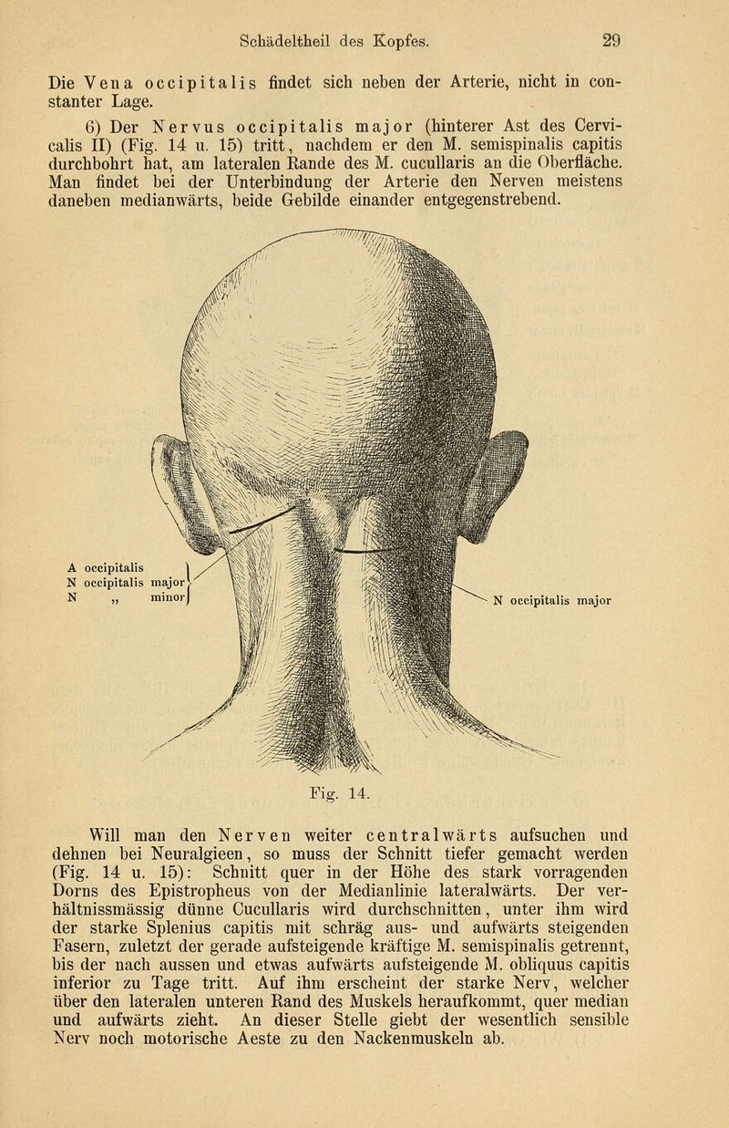 Die Vena occipitalis findet sich neben der Arterie, nicht in con- stanter Lage. 6) Der Nervus occipitalis major (hinterer Ast des Cervi- calis II) (Fig. 14 u. 15) tritt, nachdem er den M. semispinalis capitis durchbohrt hat, am lateralen Rande des M. cucullaris an die Oberfläche. Man findet bei der Unterbindung der Arterie den Nerven meistens daneben medianwärts, beide Gebilde einander entgegenstrebend. A occipitalis N occipitalis major N „ minor N occipitalis major Fig. 14. Will man den Nerven weiter centralwärts aufsuchen und dehnen bei Neuralgieen, so muss der Schnitt tiefer gemacht werden (Fig. 14 u. 15): Schnitt quer in der Höhe des stark vorragenden Dorns des Epistropheus von der Medianlinie lateralwärts. Der ver- hältnissmässig dünne Cucullaris wird durchschnitten, unter ihm wird der starke Splenius capitis mit schräg aus- und aufwärts steigenden Fasern, zuletzt der gerade aufsteigende kräftige M. semispinalis getrennt, bis der nach aussen und etwas aufwärts aufsteigende M. obliquus capitis inferior zu Tage tritt. Auf ihm erscheint der starke Nerv, welcher über den lateralen unteren Rand des Muskels heraufkommt, quer median und aufwärts zieht. An dieser Stelle giebt der wesentlich sensible Nerv noch motorische Aeste zu den Nackenmuskeln ab.