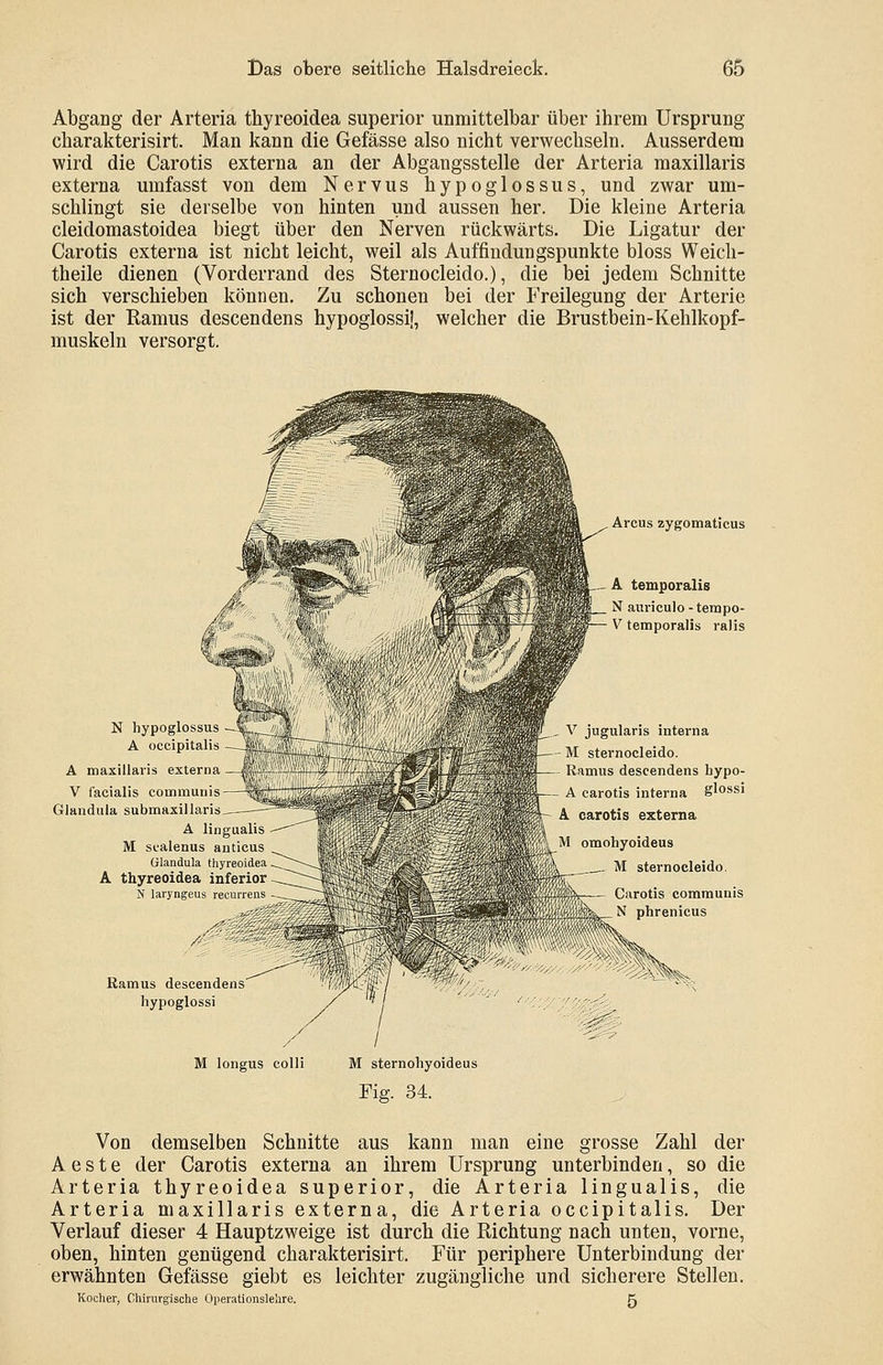 Abgang der Arteria thyreoidea superior unmittelbar über ihrem Ursprung charakterisirt. Man kann die Gefässe also nicht verwechseln. Ausserdem wird die Carotis externa an der Abgangsstelle der Arteria maxillaris externa umfasst von dem Nervus hypoglossus, und zwar um- schlingt sie derselbe von hinten und aussen her. Die kleine Arteria cleidomastoidea biegt über den Nerven rückwärts. Die Ligatur der Carotis externa ist nicht leicht, weil als Auffindungspunkte bloss Weich- theile dienen (Vorderrand des Sternocleido.), die bei jedem Schnitte sich verschieben können. Zu schonen bei der Freilegung der Arterie ist der Ramus descendens hypoglossij, welcher die Brustbein-Kehlkopf- muskeln versorgt. N hypoglossus A occipitalis A maxillaris externa V facialis communis Glandula submaxillaris A lingualis M scalenus anticus Glandula thyreoidea A thyreoidea inferior N laryngeus recurrens Ramus descendens' hypoglossi \rcus 2ygomaticus A temporalis N auriculo - tempo- V temporalis ralis V jugularis interna • M sternocleido. Ramus descendens hypo- A carotis interna glossi A carotis externa M omohyoideus ___ M sternocleido. Carotis communis N phrenicus M longus colli M sternohyoideus Fig. 34. Von demselben Schnitte aus kann man eine grosse Zahl der A e s t e der Carotis externa an ihrem Ursprung unterbinden, so die Arteria thyreoidea superior, die Arteria lingualis, die Arteria maxillaris externa, die Arteria occipitalis. Der Verlauf dieser 4 Hauptzweige ist durch die Richtung nach unten, vorne, oben, hinten genügend charakterisirt. Für periphere Unterbindung der erwähnten Gefässe giebt es leichter zugängliche und sicherere Stellen. Kocher, Chirurgische Operationslehre. 5