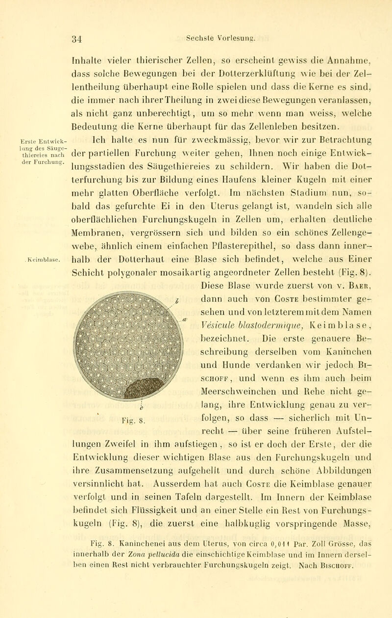 Inhalte vieler thierischer Zellen, so erscheint gewiss die Annahme, dass solche Bewegungen bei der Dolterzerklüftung wie bei der Zel- lentheilung überhaupt eine Rolle spielen und dass die Kerne es sind, die immer nach ihrer Theilung in zwei diese Bewegungen veranlassen, als nicht ganz unberechtigt, um so mehr wenn man weiss, welche Bedeutung die Kerne überhaupt für das Zellenleben besitzen. Erste Entwick- Ich halte es nun für zweckmässig, bevor wir zur Betrachtung thfereies nach der partiellen Furchung weiter gehen, Ihnen noch einige Entwick- lungsstadien des Säugelhiereies zu schildern. Wir haben die Dot- terfurchung bis zur Bildung eines Haufens kleiner Kugeln mit einer mehr glatten Oberflache verfolgt. Im nächsten Stadium nun, so- bald das gefurchte Ei in den Uterus gelangt ist, wandeln sich alle oberflächlichen Furchungskugeln in Zellen um, erhalten deutliche Membranen, vergrössern sich und bilden so ein schönes Zellenge- webe, ähnlich einem einfachen Pflasterepilhel, so dass dann inner- Keimbiase. halb der Dollerhaut eine Blase sich befindet, welche aus Einer Schicht polygonaler mosaikartig angeordneter Zellen besteht (Fig. 8). Diese Blase wurde zuerst von v. Baer, dann auch von Coste bestimmter ge- sehen und von letzterem mit dem Namen Vesicule blastoderm'ique, Ke i m b 1 a s e , bezeichnet. Die erste genauere Be- schreibung derselben vom Kaninchen und Hunde verdanken wir jedoch Bi- schoff, und wenn es ihm auch beim Meerschweinchen und Rehe nicht ge- lang, ihre Entwicklung genau zu ver- Pi„ 8. folgen, so dass — sicherlich mit Un- recht — über seine früheren Aufstel- lungen Zweifel in ihm aufstiegen, so ist er doch der Erste, der die Entwicklung dieser wichtigen Blase aus den Furchungskugeln und ihre Zusammensetzung aufgehellt und durch schöne Abbildungen versinnlicht hat. Ausserdem hat auch Coste die Keimblase genauer verfolgt und in seinen Tafeln dargestellt. Im Innern der Keimblase befindet sich Flüssigkeit und an einer Stelle ein Rest von Furchungs- kugeln (Fig. 8), die zuerst eine halbkuglig vorspringende Masse. Fig. 8. Kaninchenei aus dem Uterus, von circa 0,011 Par. Zoll Grösse, das innerhalb der Zona pellucida die einschichtige Keimblase und im Innern dersel- ben einen Rest nicht verbrauchter Furchungskugeln zeigt. Nach Bischoff.