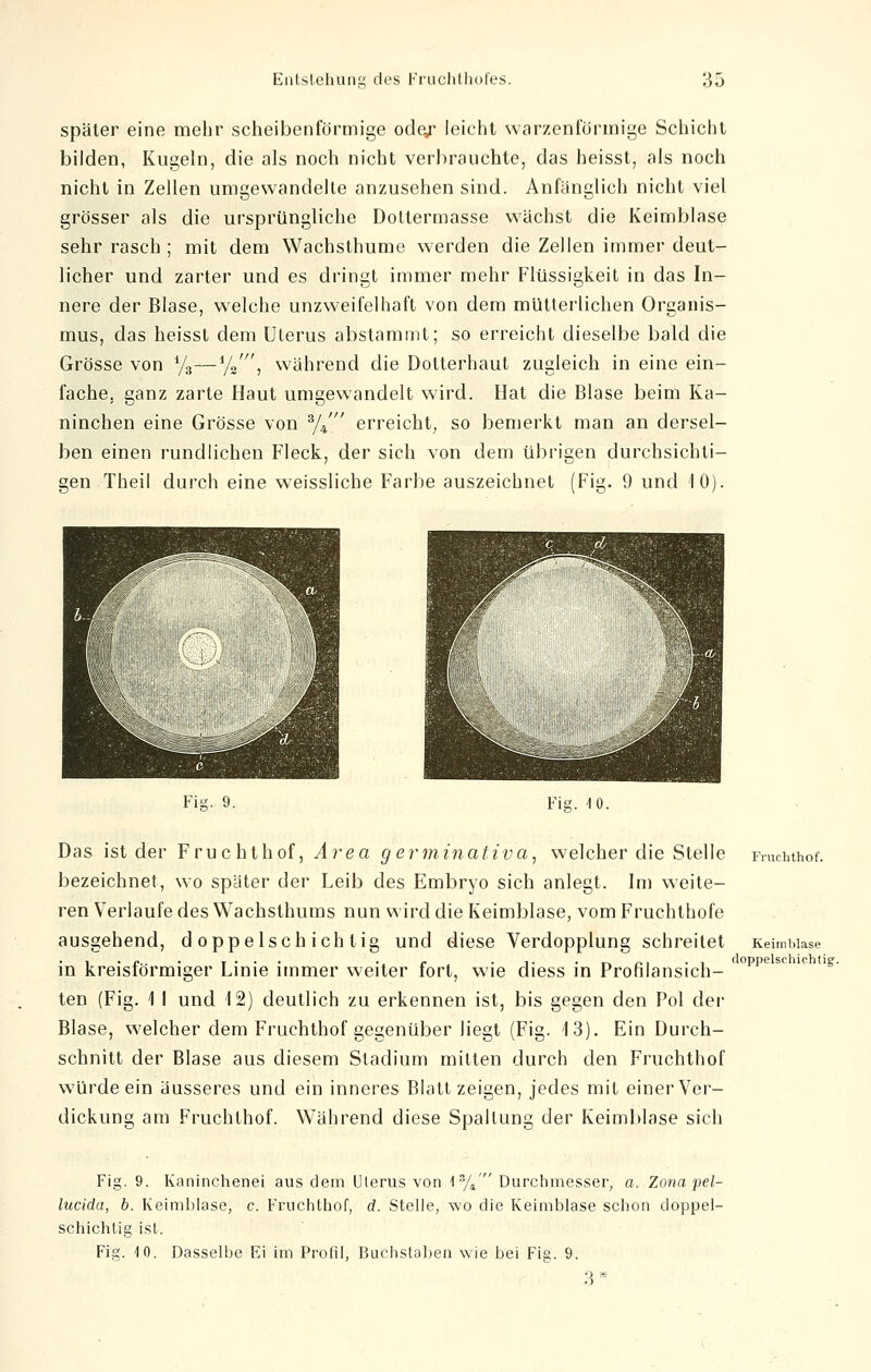 später eine mehr scheibenförmige odq,r leicht warzenförmige Schicht bilden, Kugeln, die als noch nicht verbrauchte, das heisst, als noch nicht in Zellen umgewandelte anzusehen sind. Anfänglich nicht viel grösser als die ursprüngliche Dottermasse wächst die Keimblase sehr rasch ; mit dem Wachsthume werden die Zellen immer deut- licher und zarter und es dringt immer mehr Flüssigkeit in das In- nere der Blase, welche unzweifelhaft von dem mütterlichen Organis- mus, das heisst dem Uterus abstammt; so erreicht dieselbe bald die Grösse von %—1/2//', während die Dotterhaut zugleich in eine ein- fache, ganz zarte Haut umgewandelt wird. Hat die Blase beim Ka- ninchen eine Grösse von 3/4' erreicht, so bemerkt man an dersel- ben einen rundlichen Fleck, der sich von dem übrigen durchsichti- gen Theil durch eine weissliche Farbe auszeichnet (Fig. 9 und 10). Fit* 9. doppelscliichtig. Das ist der Fruchthof, Area germinativa, welcher die Stelle Fruchthof. bezeichnet, wo später der Leib des Embryo sich anlegt. Im weite- ren Verlaufe des Wachsthums nun wird die Keimblase, vom Fruchthofe ausgehend, doppelschichtig und diese Verdopplung schreitet Keimblase in kreisförmiger Linie immer weiter fort, wie diess in Profilansich- ten (Fig. \ I und 12) deutlich zu erkennen ist, bis gegen den Pol der Blase, welcher dem Fruchthof gegenüber liegt (Fig. 13). Ein Durch- schnitt der Blase aus diesem Stadium mitten durch den Fruchthof würde ein äusseres und ein inneres Blatt zeigen, jedes mit einer Ver- dickung am Fruchthof. Während diese Spaltung der Keimblase sich Fig. 9. Kaninchenei aus dem Ulerus von 1%' Durchmesser, a. Zona pel- lucida, b. Keimblase, c. Fruchthof, d. Stelle, wo die Keimblase schon doppel- schichtig ist. Fig. 10. Dasselbe Ei im Profil, Buchstaben wie bei Fig. 9. 3*