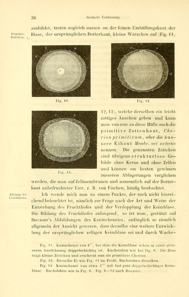 ausbildet, treten zugleich aussen an der feinen Umhüllungshaut der Primitive Blase, der ursprünglichen Dotterhaüt, kleine Warzchen auf (Fi». 11. Zöttchen. i, r o \ o Fia. 11. Fig. 12. Bildung1 des l'ruchthoies. 12,13), welche derselben ein leicht zottiges Ansehen geben und kann man von nun an diese Hülle auch die primitive Zotten haut, Cho- rion primitivum , oder die äus- sere Eihaut Membr. ovi externa nennen. Die genannten Zöttchen sind übrigens struk turl ose Ge- bilde ohne Kerne und ohne Zellen und können am besten gewissen äusseren Ablagerungen verglichen werden, die man auf Zellmembranen und namentlich auf der Dotter- haut unbefruchteter Eier, z. B. von Fischen, häufig beobachtet. Ich wende mich nun zu einem Punkte, der noch nicht hinrei- chend beleuchtet ist, nämlich zur Frage nach der Art und Weise der Entstehung dos Fruchthofes und der Verdopplung der Keimblase. Die Bildung des Fruchthofes anlangend, so ist man, gestützt auf Bischoff's Abbildungen des Kanincheneies, anfänglich so ziemlich allgemein der Ansicht gewesen, dass derselbe eine weitere Entwick- lung der ursprünglichen zelligen Keimblase sei und durch Wuche- Fia. '13. Fig. 11. Kaninchenei von 3', bei dem die Keimblase schon in einer grös- seren Ausdehnung doppelschichtig ist. Buchstaben wie bei Fig. 9. Die Zona trägt kleine Zöttchen und erscheint nun als primitives Chorion. Fig. 12. Dasselbe Ei wie Fig. 11 im Profil, Buchslaben dieselben. Fig. 13. Kaninchenei von etwa 4' mit fast ganz doppelschicbtiger-Keim- blase. Buchstaben wie in Fie;. 9. Fig. 9—13 nach Bischoff.