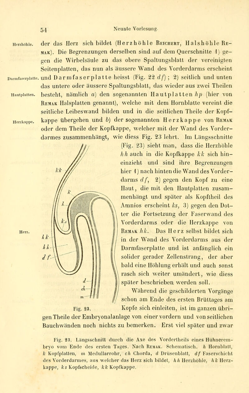 Herzhöhle, der das Herz sich bildet (Herzhöhle Reichert, Halshöhle Re- mak). Die Regrenzungen derselben sind auf dem Querschnitte 4) ge- gen die Wirbelsäule zu das obere Spaltungsblatt der vereinigten Seitenplatten, das nun als äussere Wand des Vorderdarms erscheint Darmfaserplatte, und D a rmfa s erp 1 a 11e heisst (Fig. 22 df] ; 2) seitlich und unten das untere oder äussere Spaltungsblatt, das wieder aus zwei Theilen Hautpiatten. besteht, nämlich a) den sogenannten Hautplatten hp (hier von Remak Halsplatten genannt), welche mit dem Hornblatte vereint die seitliche Leibeswand bilden und in die seitlichen Theile der Kopf- Herzkappe, kappe übergehen und b) der sogenannten Herzkappe von Remak oder dem Theile der Kopfkappe, welcher mit der Wand des Vorder- darmes zusammenhängt, wie diess Fig. 23 lehrt. Im Längsschnitte (Fig. 23) sieht man, dass die Herzhöhle hh auch in die Kopfkappe kk sich hin- einzieht und sind ihre Regrenzungen hier 1) nach hinten die Wand des Vorder- darms df, 2) gegen den Kopf zu eine Haut, die mit den Hautpiatten zusam- menhängt und später als Kopftheil des Amnios erscheint ks, 3) gegen den Dot- ter die Fortsetzung der Faserwand des Vorderdarms oder die Herzkappe von Remak hk. Das Herz selbst bildet sich in der Wand des Vorderdarms aus der Darmfaserplatte und ist anfänglich ein solider gerader Zellenstrang, der aber bald eine Höhlung erhält und auch sonst rasch sich weiter umändert, wie diess später beschrieben werden soll. Während die geschilderten Vorgänge schon am Ende des ersten Rrültages am Fig. 23. Kopfe sich einleiten, ist im ganzen übri- gen Theile der Embryonalanlage von einer vordem und von seitlichen Rauchwänden noch nichts zu bemerken. Erst viel später und zwar Fig. 23. Längsschnitt durch die Axe des Vordertheils eines Hühnerem- bryo vom Ende des ersten Tages. Nach Remak. Schematisch, h Hornblatt, k Kopfplatten, m Medullarrohr, ch Chorda, d Drüsenblatt, df Faserschicht des Vorderdarmes, ans welcher das Herz sich bildet, hh Herzhöhle, hk Herz- kappe, ks Kopfscheide, kk Kopfkappe.