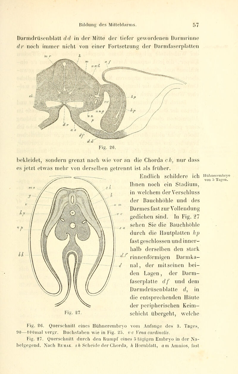 Darmdrüsenblatt dd in der Mitte der tiefer gewordenen Darmrinne dr noch immer nicht von einer Fortsetzung der Darmfaserplatlen Fig. 26. bekleidet, sondern grenzt nach wie vor an die Chorda ch, nur dass es jetzt etwas mehr von derselben getrennt ist als früher. Endlich Schildere ich Hühnerembryo von 5 Tagen. Ihnen noch ein Stadium, in welchem der Verschluss der Bauchhöhle und des t Darmes fast zur Vollendung gediehen sind. In Fig. 27 sehen Sie die Bauchhöhle r a durch die Hautplatten hp fast geschlossen und inner- halb derselben den stark -' rinnenförmigen Darmka- d nal, der mit seinen bei- den Lagen, der Darm- faserplatle df und dem Darmdrüsenblatte d, in die entsprechenden Häute der peripherischen Keim- schicht übergeht, welche Fig. 26. Querschnitt eines Hühnerembryo vom Anfange des 3. Tages, 90—lOOmal vergr. Buchstaben wie in Fig. 25. vc Vena cardinaUs. Fig. 27. Querschnitt durch den Rumpf eines 5 tägigen Embryo in der Na- belgegend. Nach Remak. sh Scheide der Chorda, h Hornblatt, am Ananios, fast