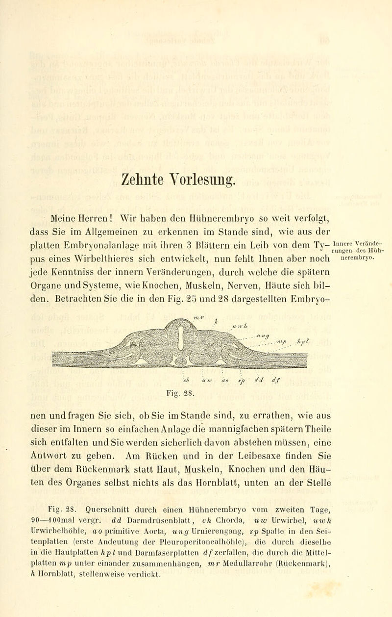 Zehnte Vorlesung. Meine Herren! Wir haben den Hühnerembryo so weit verfolgt, dass Sie im Allgemeinen zu erkennen im Stande sind, wie aus der platten Embrvonalanlase mit ihren 3 Blättern ein Leib von dem Tv- Innere ^eräder r J ö J rungen des Huh- pus eines Wirbelthieres sich entwickelt, nun fehlt Ihnen aber noch nerembryo. jede Kenntniss der innern Veränderungen, durch welche die spätem Organe und Systeme, wie Knochen, Muskeln, Nerven, Häute sich bil- den. Betrachten Sie die in den Fig. 25 und 28 dargestellten Embryo- r J'p1 JJ t/f Fig. 28. nen und fragen Sie sich, ob Sie im Stande sind, zu errathen, wie aus dieser im Innern so einfachen Anlage die mannigfachen spätem Theile sich entfalten und Sie werden sicherlich davon abstehen müssen, eine Antwort zu geben. Am Rücken und in der Leibesaxe finden Sie über dem Rückenmark statt Haut, Muskeln, Knochen und den Häu- ten des Organes selbst nichts als das Hornblatt, unten an der Stelle Fig. 28. Querschnitt durch einen Hühnerembryo vom zweiten Tage, 90—-lOOmal vergr. dd Darmdrüsenblatt, ch Chorda, uw Urwirbel, uwh Urwirbelhöhle, ao primitive Aorta, ung Urnierengang, sp Spalte in den Sei- tenplatten (erste Andeutung der Pleuroperitonealhöhle), die durch dieselbe in die Hautplatten hpl und Darmfaserplatten d/zerfallen, die durch die Mittel- platten mp unter einander zusammenhängen, mr Medullarrohr (Rückenmark), h Hornblatt, stellenweise verdickt.