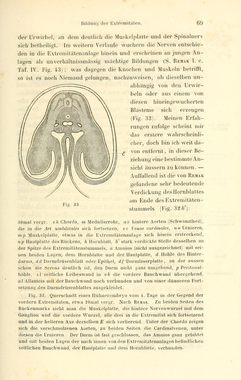 der Urwirbel, an dem deutlich die Muskel platte und der Spinalnerv sich betheiligt. Im weitern Verlaufe wuchern die Nerven entschie- den in die Extremilätenanlage hinein und erscheinen an jungen An- lagen als unverhältnissmässig mächtige Bildungen (S. Remak 1. c. Taf. IV. Fig. 43) ; was dagegen die Knochen und Muskeln betrifft, so ist es noch Niemand gelungen, nachzuweisen, ob dieselben un- abhängig von den Urwir- beln oder aus einem von diesen hineingewucherten Blasteme sich erzeugen (Fig. 33). Meinen Erfah- rungen zufolge scheint mir das erstere wahrscheinli- cher, doch bin ich weit da- «? von entfernt, in dieser Be- ziehung eine bestimmte An- sicht äussern zu können. — Auffallend ist die von Remak gefundene sehr bedeutende Verdickung des Bornblattes am Ende des Extremitäten- stummels (Fig. 3%'fi'): Fig. 33. 30mal vergr. ch Chorda, m Medullarrohr, ao hintere Aorten (Schwanztheil), die in die Art umbilicales sich fortsetzen, vc Venae cardinales, un Urnieren, mp Muskelplatte, etwas in die Extremitätenanlage sich hinein erstreckend, np Hautplatte des Rückens, h Hornblatt, ti stark verdickte Stelle desselben an der Spitze des Extremitätenstummels, a Amnios (nicht ausgezeichnet) mit sei- nen beiden Lagen, dem Hornblatte und der Hautplatte, d Höhle des Hinter- darms, dd Darmdrüsenblätt oder Epithel, d/'\Darmfaserplatte, an der aussen schon die Serosa deutlich ist, den Darm nicht ganz umgebend, p Peritonal- höhle, sl seitliche Leibeswand in «6 die vordere Bauchwand übergehend, al Allantois mit der Bauchwand noch verbunden und von einer dünneren Fort- setzung des Darmdrüsenblattes ausgekleidet. Fig. 33. Querschnitt eines Hühnerembryo vom 4. Tage in der Gegend der vordem Extremitäten, etwa 20mal vergr. Nach Remak. Zu beiden Seiten des Rückenmarks sieht man die Muskelplatte, die hintere Nervenwurzel mit dem Ganglion und die vordere Wurzel, alle drei in die Extremität sich fortsetzend und in der helleren Axe derselben E sich verlierend. Unter der Chorda zeigen sich die verschmolzenen Aorten, zu beiden Seiten die Cardinalvenen, unter diesen die Urnieren. Der Darm ist fast geschlossen, das Amnios ganz gebildet und mit beiden Lagen der nach innen von den Extremitätenanlagen befindlichen seitlichen Bauchwand, der Hautplatte und dem Hornblatte, verbunden.