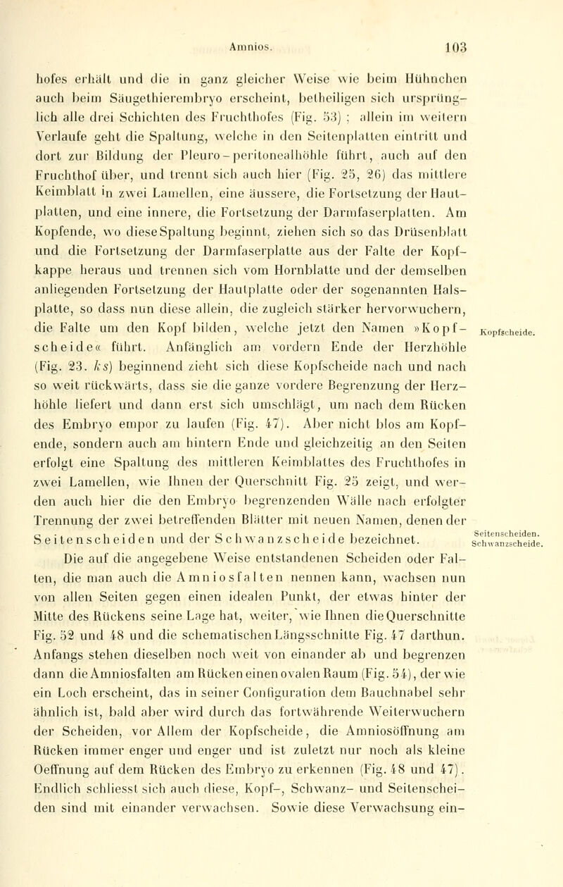 hofes erhält und die in ganz gleicher Weise wie beim Hühnchen auch beim Säugethierembryo erscheint, beiheiligen sich ursprüng- lich alle drei Schichten des Fruchthofes (Fig. 53) ; allein im weitern Verlaufe geht die Spaltung, welche in den Seitenplatten eintritt und dort zur Bildung der Pleuro-Peritonealhöhle führt, auch auf den Fruchthof über, und trennt sich auch hier (Fig. 25, 26) das mittlere Keimblatt in zwei Lamellen, eine äussere, die Fortsetzung der Haut- platten, und eine innere, die Fortsetzung der Darmfaserplallen. Am Kopfende, wo diese Spaltung beginnt, ziehen sich so das Drüsenblatt und die Fortsetzung der Darmfaserplatte aus der Falte der Kopf- kappe heraus und trennen sich vom Hornblatte und der demselben anliegenden Fortsetzung der Hautplatte oder der sogenannten Hals- platte, so dass nun diese allein, die zugleich stärker hervorwuchern, die Falte um den Kopf bilden, welche jetzt den Namen »Kopf- Kopfscheide. scheide« führt. Anfänglich am vordem Ende der Herzhöhle (Fig. 23. ks) beginnend zieht sich diese Kopfscheide nach und nach so weit rückwärts, dass sie die ganze vordere Begrenzung der Herz- höhle liefert und dann erst sich umschlägt, um nach dem Rücken des Embryo empor zu laufen (Fig. 47). Aber nicht blos am Kopf- ende, sondern auch am hintern Ende und gleichzeitig an den Seiten erfolgt eine Spaltung des mittleren Keimblattes des Fruchthofes in zwei Lamellen, wie Ihnen der Querschnitt Fig. 25 zeigt, und wer- den auch hier die den Embryo begrenzenden Wälle nach erfolgter Trennung der zwei betreffenden Blätter mit neuen Namen, denen der Seitenscheiden und der Schwanzscheide bezeichnet. Die auf die angegebene Weise entstandenen Scheiden oder Fal- ten, die man auch die Amniosfalten nennen kann, wachsen nun von allen Seiten gegen einen idealen Punkt, der etwas hinter der Mitte des Rückens seine Lage hat, weiter, wie Ihnen die Querschnitte Fig. 52 und 48 und die schematischen Längsschnitte Fig. 47 darthun. Anfangs stehen dieselben noch weit von einander ab und begrenzen dann die Amniosfalten am Rücken einen ovalen Raum (Fig. 54), der wie ein Loch erscheint, das in seiner Configuration dem Bauchnabel sehr ähnlich ist, bald aber wird durch das fortwährende Weiterwuchern der Scheiden, vor Allem der Kopfscheide, die Amniosöffnung am Bücken immer enger und enger und ist zuletzt nur noch als kleine Oeffnung auf dem Bücken des Embryo zu erkennen (Fig. 48 und 47). Endlich schliesst sich auch diese, Kopf-, Schwanz- und Seitenschei- den sind mit einander verwachsen. Sowie diese Verwachsung ein- Schwanzscheide.