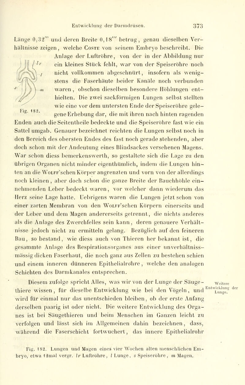 Länge 0,32' und deren Breite 0,18' betrug, genau dieselben Ver- hältnisse zeigen, welche Coste von seinem Embryo beschreibt. Die Anlage der Luftröhre, von der in der Abbildung nur ein kleines Stück fehlt, war von der Speiseröhre noch nicht vollkommen abgeschnürt, insofern als wenig- stens die Faserhäute beider Kanäle noch verbunden waren , obschon dieselben besondere Höhlungen ent- hielten. Die zwei sackförmigen Lungen selbst stellten wie eine vor dem untersten Ende der Speiseröhre gele- gene Erhebung dar, die mit ihren nach hinten ragenden Enden auch die Seitentheile bedeckte und die Speiseröhre fast wie ein Sattel umgab. Genauer bezeichnet reichten die Lungen selbst noch in den Bereich des obersten Endes des fast noch gerade stehenden, aber doch schon mit der Andeutung eines Blindsackes versehenen Magens. War schon diess bemerkenswerth, so gestaltete sich die Lage zu den übrigen Organen nicht minder eigenthümlich, indem die Lungen hin- ten an die WoLFF'schen Körper angrenzten und vorn von der allerdings noch kleinen, aber doch schon die ganze Breite der Bauchhöhle ein- nehmenden Leber bedeckt waren, vor welcher dann wiederum das Herz seine Lage hatte. Uebrigens waren die Lungen jetzt schon von einer zarten Membran von den Woi/FF'schen Körpern einerseits und der Leber und dem Magen andererseits getrennt, die nichts anderes als die Anlage des Zwerchfelles sein kann, deren genauere Verhält- nisse jedoch nicht zu ermitteln gelang. Bezüglich auf den feineren Bau, so bestand, wie diess auch von Thieren her bekannt ist, die gesammte Anlage des Bespirationsorganes aus einer unverhältniss- mässig dicken Faserhaut, die noch ganz aus Zellen zu bestehen schien und einem inneren dünneren Epithelialrolire, welche den analogen Schichten des Darmkanales entsprechen. Diesem zufolge spricht Alles, was wir von der Lunge der Säuge- weitere thiere wissen, für dieselbe Entwicklung wie bei den Vögeln, und EntwLungT.§ der wird für einmal nur das unentschieden bleiben, ob der erste Anfang derselben paarig ist oder nicht. Die weitere Entwicklung des Orga- nes ist bei Säugethieren und beim Menschen im Ganzen leicht zu verfolgen und lässt sich im Allgemeinen dahin bezeichnen, dass, während die Faserschicht fortwuchert, das innere Epithelialrohr Fig. 182. Lungen und Magen eines vier Wochen alten menschlichen Em- bryo, etwa 12mal vergr. Ir Luftröhre, /Lunge, s Speiseröhre, m Magen.