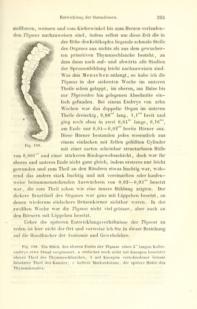 stellbaren, weissen und vom Kieferwinkel bis zum Herzen verlaufen- den Thymus nachzuweisen sind, indem selbst um diese Zeit die in der Höhe des Kehlkopfes liegende schmale Stelle des Organes aus nichts als aus dem gewucher- ten primitiven Thymusschlauche besteht, an dem dann nach auf- und abwärts alle Stadien der Sprossenbildung leicht nachzuweisen sind. Was den Menschen anlangt, so habe ich die Thymus in der siebenten Woche im unteren Theile schon gelappt, im oberen, am Halse bis zur Thyreoidea hin gelegenen Abschnitte ein- fach gefunden. Bei einem Embryo von zehn Wochen war das doppelte Organ im unteren Theile dreieckig, 0,88' lang, 1,1' breit und ging nach oben in zwei 0,6i' lange, 0,16', am Ende nur 0,04 — 0,02' breite Hörner aus. Diese Hörner bestanden jedes wesentlich aus einem einfachen mit Zellen gefüllten Cylinder mit einer zarten scheinbar slructurlosen Hülle von 0,001' und einer stärkeren Bindegewebsschicht, doch war ihr oberes und unteres Ende nicht ganz gleich, indem ersteres nur leicht gewunden und zum Theil an den Rändern etwas buchtig war, wäh- rend das andere stark buchtig und mit vereinzelten oder haufen- weise beisammenstehenden Auswüchsen von 0,02—0,03' besetzt war, die zum Theil schon wie eine innere Höhlung zeigten. Der dickere Brusltheil des Organes war ganz mit Läppchen besetzt, an denen wiederum einfachere Drüsenkörner sichtbar waren. In der zwölften Woche war die Thymus nicht viel grösser, aber auch an den Hörnern mit Läppchen besetzt. Ueber die späteren EntwicklungsVerhältnisse der Thymus zu reden ist hier nicht der Ort und verweise ich Sie in dieser Beziehung auf die Handbücher der Anatomie und Gewebelehre. Fia. i 89. Fig. -189. Ein Stück des oberen Endes der Thymus eines 3 langen Kalbs- embryo etwa 30mal vergrössert. a einfacher noch nicht mit Knospen besetzter oberer Theil des Thymusschlauches, b mit Knospen verschiedener Grösse besetzter Theil desKanales; c hellere Marksubstanz, die spätere Höhle des Thymuskanales.