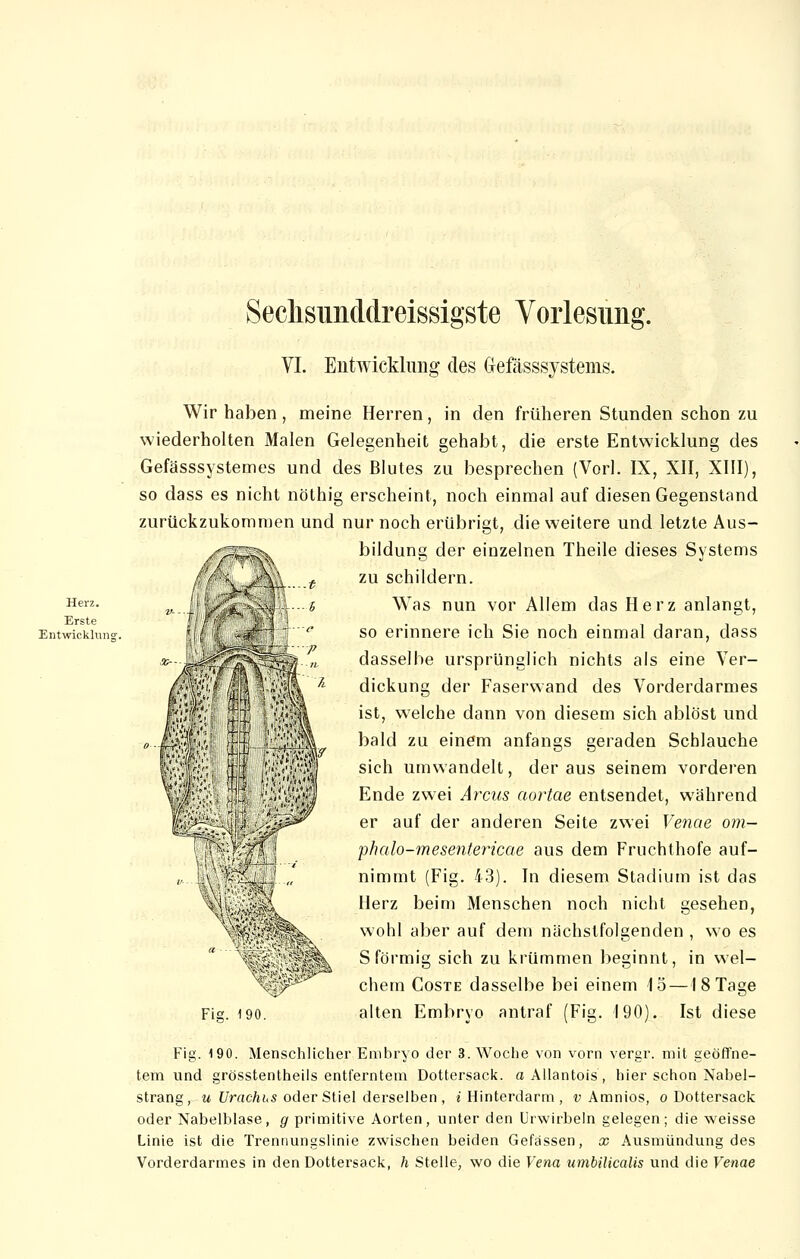 Sechsunddreissigste Vorlesimg. Herz. Erste Entwickhins VI. Entwicklung des (Mässsystems. Wir haben, meine Herren, in den früheren Stunden schon zu wiederholten Malen Gelegenheit gehabt, die erste Entwicklung des Gefässsystemes und des Blutes zu besprechen (Vorl. IX, XII, XIII), so dass es nicht nöthig erscheint, noch einmal auf diesen Gegenstand zurückzukommen und nur noch erübrigt, die weitere und letzte Aus- bildung der einzelnen Theile dieses Systems zu schildern. Was nun vor Allem das Herz anlangt, so erinnere ich Sie noch einmal daran, dass dasselbe ursprünglich nichts als eine Ver- dickung der Faserwand des Vorderdarmes ist, welche dann von diesem sich ablöst und bald zu einem anfangs geraden Schlauche sich umwandelt, der aus seinem vorderen Ende zwei Areas aortae entsendet, während er auf der anderen Seite zwei Venae om— phalo-mesentericae aus dem Fruchthofe auf- nimmt (Fig. 43). In diesem Stadium ist das Herz beim Menschen noch nicht gesehen, wohl aber auf dem nächstfolgenden , wo es S förmig sich zu krümmen beginnt, in wel- chem Coste dasselbe bei einem 15—I 8 Tage Fig. 190. alten Embryo antraf (Fig. 190). Ist diese Fig. 190. Menschlicher Embryo der 3. Woche von vorn vergr. mit geöffne- tem und grösstentheils entferntem Dottersack, a Allantois, hier schon Nabel- strang, u Urachus oder Stiel derselben , i Hinterdarm, v Amnios, o Dottersack oder Nabelblase, g primitive Aorten, unter den Urwirbeln gelegen; die weisse Linie ist die Trennungslinie zwischen beiden Gefässen, x Ausmündung des Vorderdarmes in den Dottersack, h Stelle, wo die Vena umbilicalis und die Venae