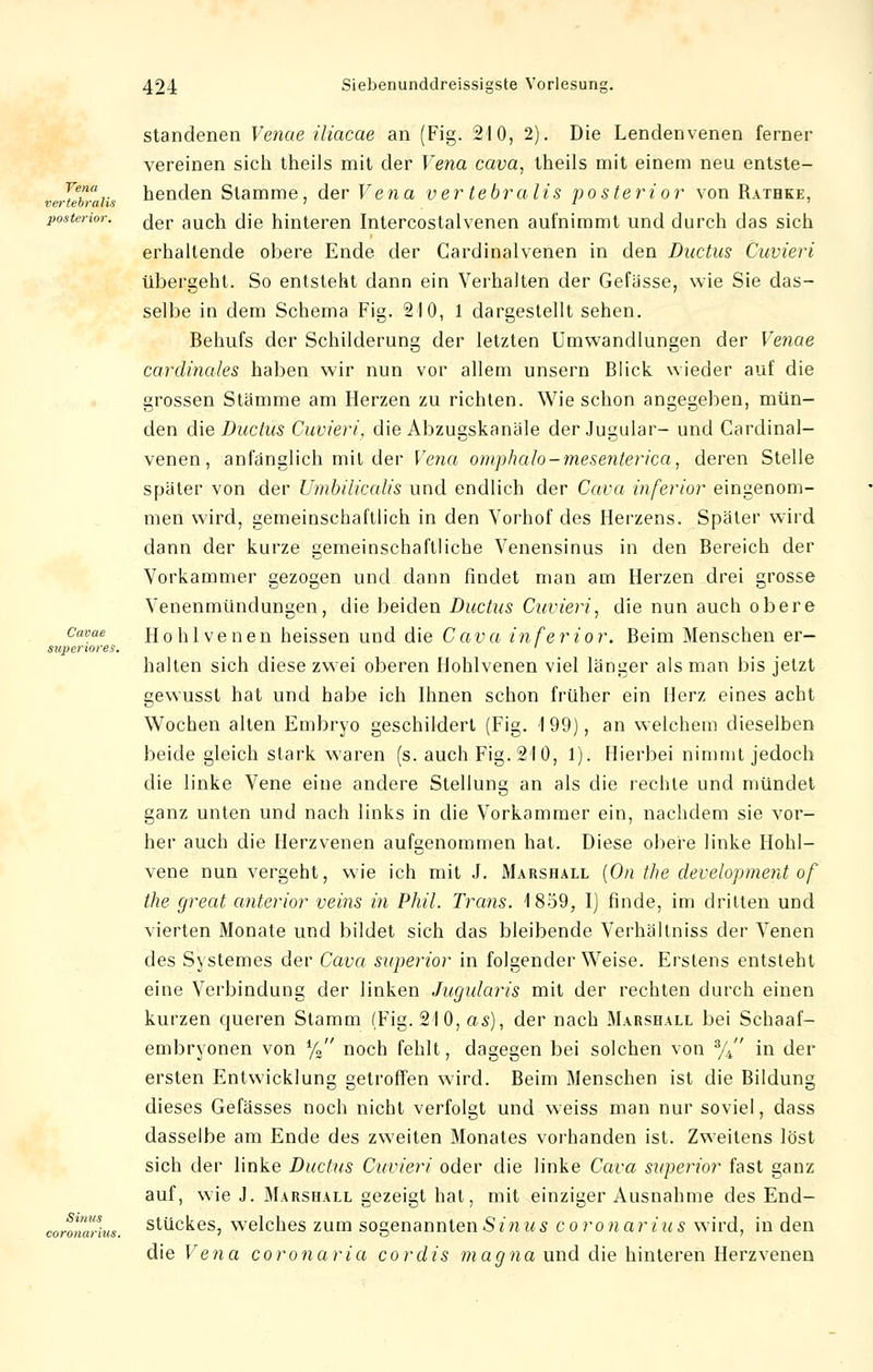 Vena vertebralis posterior. Cavae superiores. Sinus coronar'ms. standenen Venae iliacae an (Fig. 210, 2). Die Lendenvenen ferner vereinen sich theils mit der Vena cava, theils mit einem neu entste- henden Stamme, der Vena vertebralis posterior von Ratbke, der auch die hinteren Intercostalvenen aufnimmt und durch das sich erhaltende obere Ende der Cardinalvenen in den Ductus Cuvieri übergeht. So entsteht dann ein Verhalten der Gefässe, wie Sie das- selbe in dem Schema Fig. 210, 1 dargestellt sehen. Behufs der Schilderung der letzten Umwandlungen der Venae cardinales haben wir nun vor allem unsern Blick wieder auf die grossen Stämme am Herzen zu richten. Wie schon angegeben, mün- den die Ductus Cuvieri, die Abzugskanäle der Jugular- und Cardinal- venen, anfänglich mit der Vena omphdlo-mesenterica, deren Stelle später von der Umbilicalis und endlich der Cava inferior eingenom- men wird, gemeinschaftlich in den Vorhof des Herzens. Später wird dann der kurze gemeinschaftliche Venensinus in den Bereich der Vorkammer gezogen und dann findet man am Herzen drei grosse Venenmündungen, die beiden Ductus Cuvieri, die nun auch obere Hohlvenen heissen und die Cava inferior. Beim Menschen er- halten sich diese zwei oberen Hohlvenen viel länger als man bis jetzt gewusst hat und habe ich Ihnen schon früher ein Herz eines acht Wochen alten Embryo geschildert (Fig. 199), an welchem dieselben beide gleich stark waren (s. auch Fig. 210, 1). Hierbei nimmt jedoch die linke Vene eine andere Stellung an als die rechte und mündet ganz unten und nach links in die Vorkammer ein, nachdem sie vor- her auch die Herzvenen aufgenommen hat. Diese obere linke Hohl- vene nun vergeht, wie ich mit J. Marshall (On the development of the great anterior veins in Phil. Trans. 1859, I) finde, im dritten und vierten Monate und bildet sich das bleibende Verhältniss der Venen des Systemes der Cava superior in folgender Weise. Erstens entsteht eine Verbindung der linken Jugularis mit der rechten durch einen kurzen queren Stamm (Fig. 210, as), der nach Marshall bei Schaaf- embryonen von % noch fehlt, dagegen bei solchen von % in der ersten Entwicklung getroffen wird. Beim Menschen ist die Bildung dieses Gefässes noch nicht verfolgt und weiss man nur soviel, dass dasselbe am Ende des zweiten Monates vorhanden ist. Zweitens löst sich der linke Ductus Cuvieri oder die linke Cava superior fast ganz auf, wie J. Marshall gezeigt hat, mit einziger Ausnahme des End- stückes, welches zum sogenannten Sin us coronarius wird, in den die Vena coronaria cordis magna und die hinteren Herzvenen