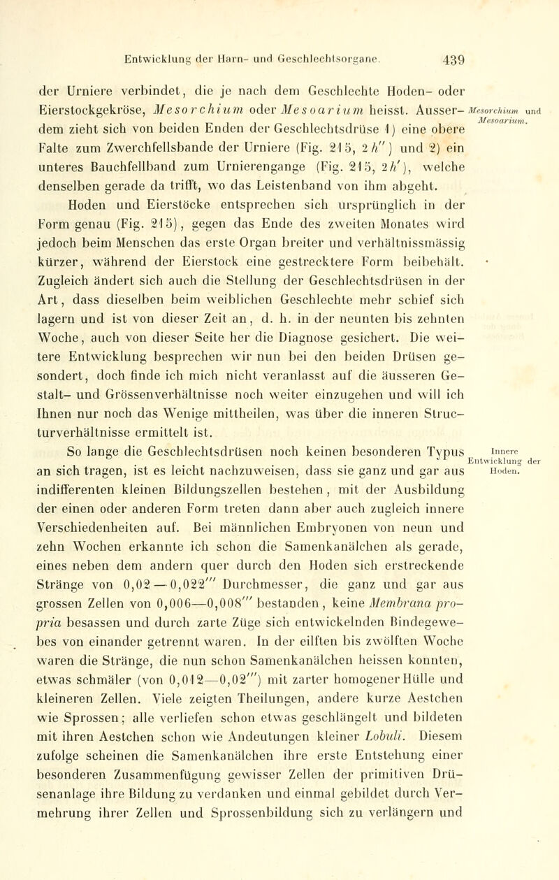 der Urniere verbindet, die je nach dem Geschlechte Hoden- oder Eierstockgekröse, Mesorchium oder Me so avium heisst. Ausser- Mesorchium und dem zieht sich von beiden Enden der Geschlechtsdrüse 1) eine obere Falte zum Zwerchfellsbande der Urniere (Fig. 21 5, 2 h) und 2) ein unteres Bauchfellband zum Urnierengange (Fig. 215, 2h'), welche denselben gerade da trifft, wo das Leistenband von ihm abgeht. Hoden und Eierstöcke entsprechen sich ursprünglich in der Form genau (Fig. 215), gegen das Ende des zweiten Monates wird jedoch beim Menschen das erste Organ breiter und verhältnissmässig kürzer, während der Eierstock eine gestrecktere Form beibehält. Zugleich ändert sich auch die Stellung der Geschlechtsdrüsen in der Art, dass dieselben beim weiblichen Geschlechte mehr schief sich lagern und ist von dieser Zeit an, d. h. in der neunten bis zehnten Woche, auch von dieser Seite her die Diagnose gesichert. Die wei- tere Entwicklung besprechen wir nun bei den beiden Drüsen ge- sondert, doch finde ich mich nicht veranlasst auf die äusseren Ge- stalt- und Grössenverhältnisse noch weiter einzugehen und will ich Ihnen nur noch das Wenige mittheilen, was über die inneren Struc- turverhältnisse ermittelt ist. So lange die Geschlechtsdrüsen noch keinen besonderen TVpus innere ö •> l Entwicklung der an sich tragen, ist es leicht nachzuweisen, dass sie ganz und gar aus Hoden. indifferenten kleinen Bildungszellen bestehen , mit der Ausbildung der einen oder anderen Form treten dann aber auch zugleich innere Verschiedenheiten auf. Bei männlichen Embryonen von neun und zehn Wochen erkannte ich schon die Samenkanälchen als gerade, eines neben dem andern quer durch den Hoden sich erstreckende Stränge von 0,02 — 0,022/ Durchmesser, die ganz und gar aus grossen Zellen von 0,006—0,008' bestanden , keine Membrana pro- prio, besassen und durch zarte Züge sich entwickelnden Bindegewe- bes von einander getrennt waren. In der eilften bis zwölften Woche waren die Stränge, die nun schon Samenkanälchen heissen konnten, etwas schmäler (von 0,012—0,02') mit zarter homogener Hülle und kleineren Zellen. Viele zeigten Theilungen, andere kurze Aestchen wie Sprossen; alle verliefen schon etwas geschlängelt und bildeten mit ihren Aestchen schon wie Andeutungen kleiner Lobuli. Diesem zufolge scheinen die Samenkanälchen ihre erste Entstehung einer besonderen Zusammenfügung gewisser Zellen der primitiven Drü- senanlage ihre Bildung zu verdanken und einmal gebildet durch Ver- mehrung ihrer Zellen und Sprossenbildung sich zu verlängern und