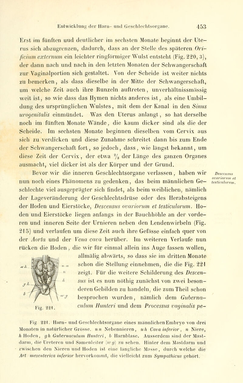 Erst im fünften uud deutlicher im sechsten Monate beginnt der Ute- rus sich abzugrenzen, dadurch, dass an der Stelle des späteren Ori- ficium externum ein leichter ringförmiger Wulst entsteht (Fig. 220, 3), der dann nach und nach in den letzten Monaten der Schwangerschaft zur Vaginalportion sich gestaltet. Von der Scheide ist weiter nichts zu bemerken, als dass dieselbe in der Mitte der Schwangerschaft, um welche Zeit auch ihre Runzeln auftreten, unverhältnissmässig weit ist, so wie dass das Hymen nichts anderes ist, als eine Umbil- dung des ursprünglichen Wulstes, mit dem der Kanal in den Sinus urogenüalis einmündet. Was den Uterus anlangt, so hat derselbe noch im fünften Monate Wände, die kaum dicker sind als die der Scheide. Im sechsten Monate beginnen dieselben vom Cervix aus sich zu verdicken und diese Zunahme schreitet dann bis zum Ende der Schwangerschaft fort, so jedoch, dass, wie längst bekannt, um diese Zeit der Cervix, der etwa % der Länge des ganzen Organes ausmacht, viel dicker ist als der Körper und der Grund. Bevor wir die inneren Geschlechtsorgane verlassen , haben wir nun noch eines Phänomens zu gedenken, das beim männlichen Ge- schlechte viel ausgeprägter sich findet, als beim weiblichen, nämlich der Lageveränderung der Geschlechtsdrüse oder des Herabsteigens der Hoden und Eierstöcke, Descensus ovariorum et testiculorum. Ho- den und Eierstöcke liegen anfangs in der Bauchhöhle an der vorde- ren und inneren Seite der Urnieren neben den Lendenwirbeln (Fig. 21 5) und verlaufen um diese Zeit auch ihre Gefässe einfach quer von der Aorta und der Vena cava herüber. Im weiteren Verlaufe nun rücken die Hoden, die wir für einmal allein ins Auge fassen wollen, allmälig abwärts, so dass sie im dritten Monate schon die Stellung einnehmen, die die Fig. 221 zeigt. Für die weitere Schilderung des Descen- sus ist es nun nöthig zunächst von zwei beson- deren Gebilden zu handeln, die zum Theil schon besprochen wurden, nämlich dem Guberna- culum Hunteri und dem Processus vaginalis pe- Descensus ovariorum et testiculorum. Fig. 221. Harn- und Geschlechtsorgane eines männlichen Embryo von drei Monaten in natürlicher Grösse, nn Nebennieren, uh Cava inferior, n Niere, h Hoden, gh Gubernaculum Hunteri, b Harnblase. Ausserdem sind der Mast- darm, die Ureteren und Samenleiter [wg) zu sehen. Hinter dem Mastdarm und zwischen den Nieren und Hoden ist eine längliche Masse, durchweiche die Art mesenterica inferior hervorkommt, die vielleicht zum Sympathicus gehört.