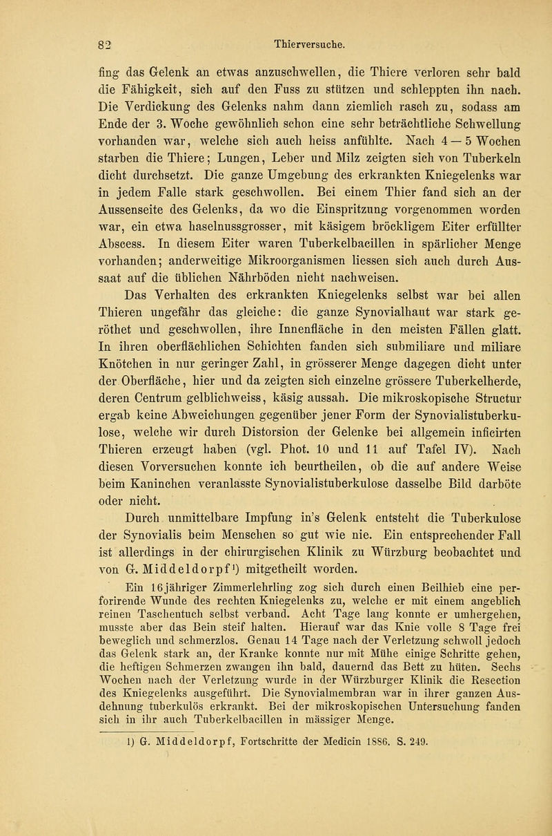 fing das Gelenk an etwas anzuschwellen, die Thiere verloren sehr bald die Fähigkeit, sich auf den Fuss zu stützen und schleppten ihn nach. Die Verdickung des Gelenks nahm dann ziemlich rasch zu, sodass am Ende der 3. Woche gewöhnlich schon eine sehr beträchtliche Schwellung vorhanden war, welche sich auch heiss anfühlte. Nach 4 — 5 Wochen starben die Thiere; Lungen, Leber und Milz zeigten sieh von Tuberkeln dicht durchsetzt. Die ganze Umgebung des erkrankten Kniegelenks war in jedem Falle stark geschwollen. Bei einem Thier fand sich an der Aussenseite des Gelenks, da wo die Einspritzung vorgenommen worden war, ein etwa haselnussgrosser, mit käsigem bröckligem Eiter erfüllter Abscess. In diesem Eiter waren Tuberkelbacillen in spärlicher Menge vorhanden; anderweitige Mikroorganismen Hessen sich auch durch Aus- saat auf die üblichen Nährböden nicht nachweisen. Das Verhalten des erkrankten Kniegelenks selbst war bei allen Thieren ungefähr das gleiche: die ganze Synovialhaut war stark ge- röthet und geschwollen, ihre Innenfläche in den meisten Fällen glatt. In ihren oberflächlichen Schichten fanden sich submiliare und miliare Knötchen in nur geringer Zahl, in grösserer Menge dagegen dicht unter der Oberfläche, hier und da zeigten sich einzelne grössere Tuberkelherde, deren Centrum gelblichweiss, käsig aussah. Die mikroskopische Structur ergab keine Abweichungen gegenüber jener Form der Synovialistuberku- lose, welche wir durch Distorsion der Gelenke bei allgemein inficirten Thieren erzeugt haben (vgl. Phot. 10 und 11 auf Tafel IV). Nach diesen Vorversuchen konnte ich beurtheilen, ob die auf andere Weise beim Kaninchen veranlasste Synovialistuberkulose dasselbe Bild darböte oder nicht. Durch unmittelbare Impfung in's Gelenk entsteht die Tuberkulose der Synovialis beim Menschen so gut wie nie. Ein entsprechender Fall ist allerdings in der chirurgischen Klinik zu Würzburg beobachtet und von G. Middeldorpf) mitgetheilt worden. Ein 16jähriger Zimmerlehrliug zog sich durch einen Beilhieb eine per- forirende Wunde des rechten Kniegelenks zu, welche er mit einem angeblich reinen Taschentuch selbst verband. Acht Tage lang konnte er umhergehen, musste aber das Bein steif halten. Hierauf war das Knie volle 8 Tage frei beweglich und schmerzlos. Genau 14 Tage nach der Verletzung schwoll jedoch das Gelenk stark an, der Kranke konnte nur mit Mühe einige Schritte gehen, die heftigen Schmerzen zwangen ihn bald, dauernd das Bett zu hüten. Sechs Wochen nach der Verletzung wurde in der Würzburger Klinik die Resection des Kniegelenks ausgeführt. Die Synovialmembran war in ihrer ganzen Aus- dehnung tuberkulös erkrankt. Bei der mikroskopischen Untersuchung fanden sich in ihr auch Tuberkelbacillen in massiger Menge. 1) G. Middeldorpf, Fortschritte der Medicin 1886. S. 249.