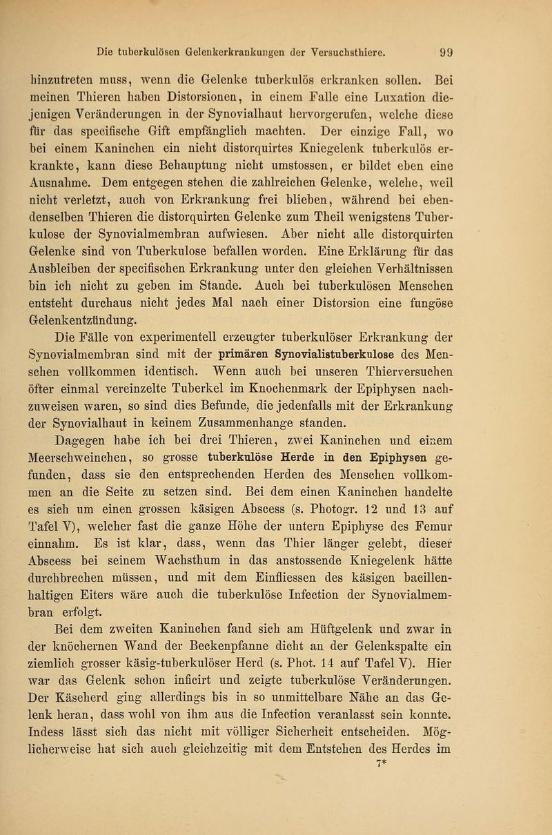 hinzutreten miiss, wenn die Gelenke tuberkulös erkranken sollen. Bei meinen Thieren haben Distorsionen, in einem Falle eine Luxation die- jenigen Veränderungen in der Synovialhaut hervorgerufen, welche diese für das specifische Gift empfänglieh machten. Der einzige Fall, wo bei einem Kaninchen ein nicht distorquirtes Kniegelenk tuberkulös er- krankte, kann diese Behauptung nicht umstossen, er bildet eben eine Ausnahme. Dem entgegen stehen die zahlreichen Gelenke, welche, weil nicht verletzt, auch von Erkrankung frei blieben, während bei eben- denselben Thieren die distorquirten Gelenke zum Theil wenigstens Tuber- kulose der Synovialmembran aufwiesen. Aber nicht alle distorquirten Gelenke sind von Tuberkulose befallen worden. Eine Erklärung für das Ausbleiben der specifischen Erkrankung unter den gleichen Verhältnissen bin ich nicht zu geben im Stande. Auch bei tuberkulösen Menschen entsteht durchaus nicht jedes Mal nach einer Distorsion eine fungöse Gelenkentzündung. Die Fälle von experimentell erzeugter tuberkulöser Erkrankung der Synovialmembran sind mit der primären Synovialistuberkulose des Men- schen vollkommen identisch. Wenn auch bei unseren Thierversuchen öfter einmal vereinzelte Tuberkel im Knochenmark der Epiphysen nach- zuweisen waren, so sind dies Befunde, die jedenfalls mit der Erkrankung der Synovialhaut in keinem Zusammenhange standen. Dagegen habe ich bei drei Thieren, zwei Kaninchen und einem Meerschweinchen, so grosse tuberkulöse Herde in den Epiphysen ge- funden, dass sie den entsprechenden Herden des Menschen vollkom- men an die Seite zu setzen sind. Bei dem einen Kaninchen handelte es sieh um einen grossen käsigen Abscess (s. Photogr. 12 und 13 auf Tafel V), welcher fast die ganze Höhe der untern Epiphyse des Femur einnahm. Es ist klar, dass, wenn das Thier länger gelebt, dieser Abscess bei seinem Wachsthum in das anstossende Kniegelenk hätte durchbrechen müssen, und mit dem Einfliessen des käsigen bacillen- haltigen Eiters wäre auch die tuberkulöse Infection der Synovialmem- bran erfolgt. Bei dem zweiten Kaninchen fand sich am Hüftgelenk und zwar in der knöchernen Wand der Beckenpfanne dicht an der Gelenkspalte ein ziemlich grosser käsig-tuberkulöser Herd (s. Phot. 14 auf Tafel V). Hier war das Gelenk schon inficirt und zeigte tuberkulöse Veränderungen. Der Käseherd ging allerdings bis in so unmittelbare Nähe an das Ge- lenk heran, dass wohl von ihm aus die Infection veranlasst sein konnte. Indess lässt sich das nicht mit völliger Sicherheit entscheiden. Mög- lieherweise hat sich auch gleichzeitig mit dem Entstehen des Herdes im 7*