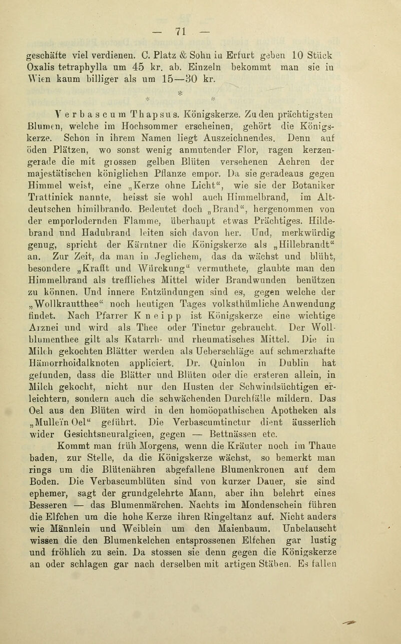 geschäfte viel verdienen. C. Platz & Sohn ia Erfurt geben 10 Stück Oxalis tetraphylla um 45 kr. ab. Einzeln bekommt man sie iu Wien kaum billiger als um 15—30 kr. Yerbascum Thapsus. Königskerze. Zu den prächtigsten Blumen, welche im Hochsommer erscheinen, gehört die Königs- kerze. Schon in ihrem Namen liegt Auszeichnendes. Denn auf öden Plätzen, wo sonst wenig anmutender Flor, ragen kerzen- gerade die mit grossen gelben Blüten versehenen Aehren der majestätischen königlichen Pflanze empor. Da sie geradeaus gegen Himmel weist, eine „Kerze ohne Licht, wie sie der Botaniker Trattinick nannte, heisst sie wohl auch Himmelbrand, im Alt- deutschen himilbrando. Bedeutet doch „Brand, hergenommen von der emporlodernden Flamme, überhaupt etwas Prächtiges. Hilde- brand und Hadubrand leiten sich davon her. Und, merkwürdig genug, spricht der Kärntner die Königskerze als „Hillebrandt an. Zur Zeit, da man in Jeglichem, das da wächst und blüht, besondere „Kraflt und Würckung vermuthete, glaubte man den Himmelbrand als treffliches Mittel wider Brandwunden benützen zu können. Und innere Entzündungen sind es, gegen welche der „Wollkrautthee noch heutigen Tages volksthümliche Anwendung findet. Nach Pfarrer Kneipp ist Königskerze eine wichtige Arznei und wird als Thee oder Tinctur gebraucht. Der Woll- blumenthee gilt als Katarrh- und rheumatisches Mittel. Die in Milch gekochten Blätter werden als Ueberschläge auf schmerzhafte Hämorrhoidalknoten appliciert. Dr. Quinlon in Dublin hat gefunden, dass die Blätter und Blüten oder die ersteren allein, in Milch gekocht, nicht nur den Husten der Schwindsüchtigen er- leichtern, sondern auch die schwächenden Durchfälle mildern. Das Oel aus den Blüten wird in den homöopathischen Apotheken als „Mulle'inOel geführt. Die Verbascumtinctur dient äusserlich wider Gesichtsneuralgieen, gegen — Bettnässen etc. Kommt man früh Morgens, wenn die Kräuter noch im Thaue baden, zur Stelle, da die Königskerze wächst, so bemerkt man rings um die Blütenähren abgefallene Blumenkronen auf dem Boden. Die Verbascumblüten sind von kurzer Dauer, sie sind ephemer, sagt der grundgelehrte Mann, aber ihn belehrt eines Besseren — das Blumenmärchen. Nachts im Mondenschein führen die Elfchen um die hohe Kerze ihren Ringeltanz auf. Nicht anders wie Männlein und Weiblein um den Maienbaum. Unbelauscht wissen die den Blumenkelchen entsprossenen Elfchen gar lustig und fröhlich zu sein. Da stossen sie denn gegen die Königskerze an oder schlagen gar nach derselben mit artigen Stäben. Es fallen