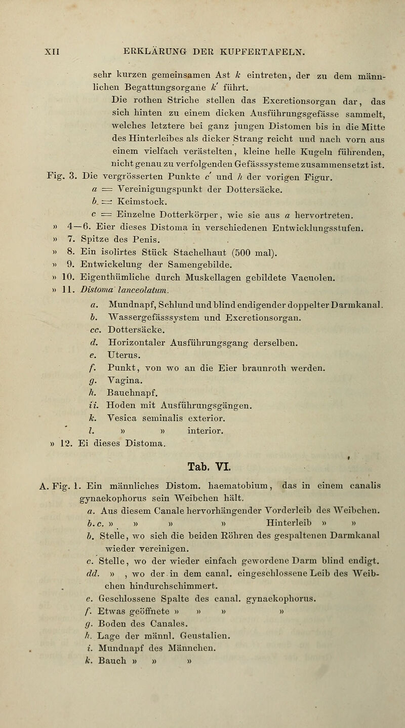 sehr kurzen gemeinsamen Ast k eintreten, der zu dem männ- lichen Begattungsorgane k' führt. Die rothen Striche stellen das Excretionsorgan dar, das sich hinten zu einem dicken Ausführungsgefässe sammelt, welches letztere bei ganz jungen Distomen bis in die Mitte des Hinterleibes als dicker Strang reicht und nach vorn aus einem vielfach verästelten, kleine helle Kugeln führenden, nicht genau zu verfolgenden Gefässsysteme zusammensetzt ist. Fig. 3. Die vergrösserten Punkte c und h der vorigen Figur. a = Vereinigungspunkt der Dottersäcke. b_ =t Keimstock. c = Einzelne Dotterkörper, wie sie aus a hervortreten. » 4—6. Eier dieses Distoma in verschiedenen Entwicklungsstufen. » 7. Spitze des Penis. » 8. Ein isolirtes Stück Stachelhaut (500 mal). » 9. Entwickelung der Samengebilde. » 10. Eigenthümliche durch Muskellagen gebildete Vacuolen. » 11. Distoma lanceolatwn. a. Mundnapf, Schlund und blind endigender doppelter Darmkanal. b. Wassergefässsystem und Excretionsorgan. cc. Dottersäcke. d. Horizontaler Ausführungsgang derselben. e. Uterus. f. Punkt, von wo an die Eier braunroth werden. g. Vagina. h. Bauchnapf. iL Hoden mit Ausführungsgängen. k. Vesica seminalis exterior. I. » » interior. » 12. Ei dieses Distoma. Tab. VI. A. Fig. 1. Ein männliches Distom. haematobium, das in einem canalis gynaekophorus sein Weibchen hält. a. Aus diesem Canale hervorhängender Vorderleib des Weibchen. b. c. » » » » Hinterleib » » b. Stelle, wo sich die beiden Eöhren des gespaltenen Darmkanal wieder vereinigen. e. Stelle, wo der wieder einfach gewordene Darm blind endigt. dd. » , wo der in dem canal. eingeschlossene Leib des Weib- chen hindurchschimmert. e. Geschlossene Spalte des canal. gynaekophorus. f. Etwas geöffnete » » » » g. Boden des Canales. //. Lage der männl. Geustalien. i. Mundnapf des Männchen. k. Bauch » » »