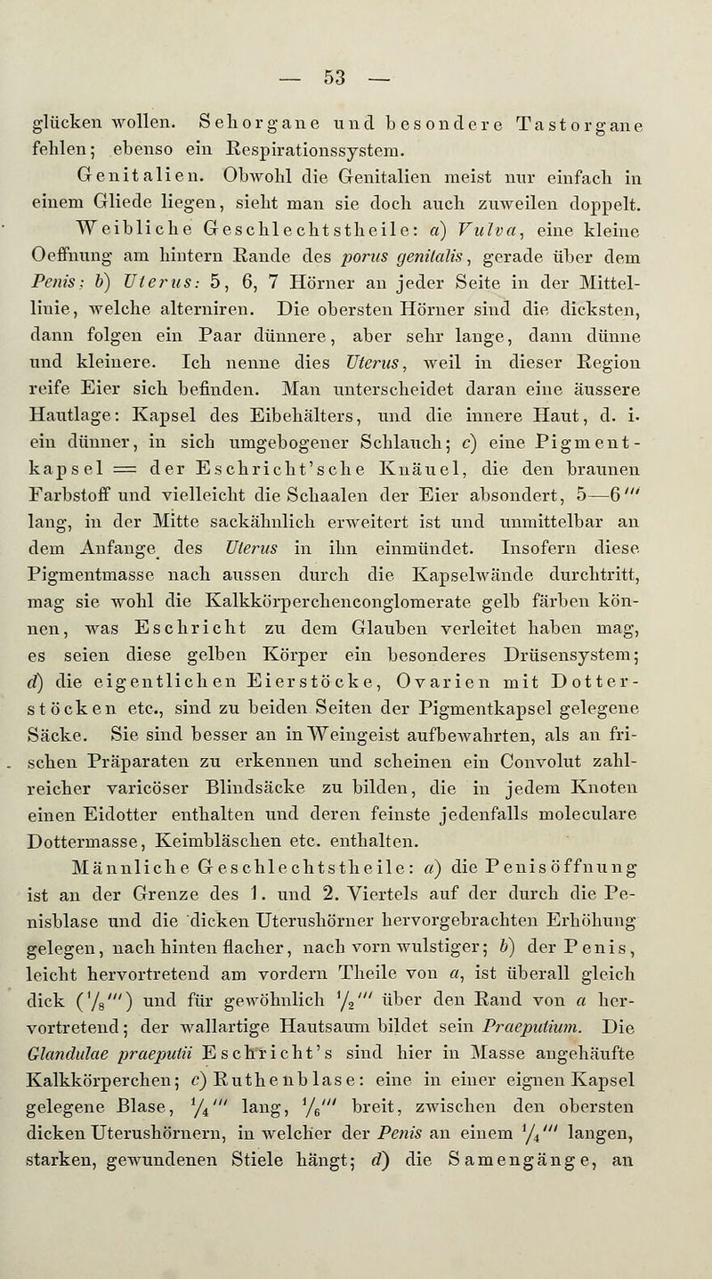 glücken wollen. Sehorgane und besondere Tastorgane fehlen; ebenso ein Respirationssystem. Genitalien. Obwohl die Genitalien meist nur einfach in einem Gliede liegen, sieht man sie doch auch zuweilen doppelt. Weibliche Geschlechtstheile: a) Vulva, eine kleine Oeffnung am hintern Rande des porus genitalis, gerade über dem Penis: b) Uterus: 5, 6, 7 Hörner an jeder Seite in der Mittel- linie, welche alterniren. Die obersten Hörner sind die dicksten, dann folgen ein Paar dünnere, aber sehr lange, dann dünne und kleinere. Ich nenne dies Uterus, weil in dieser Region reife Eier sich befinden. Man unterscheidet daran eine äussere Hautlage: Kapsel des Eibehälters, und die innere Haut, d. i. ein dünner, in sich umgebogener Schlauch; c) eine Pigment- kapsei = der Eschricht'sche Knäuel, die den braunen Farbstoff und vielleicht die Schaalen der Eier absondert, 5—6' lang, in der Mitte sackähnlich erweitert ist und unmittelbar an dem Anfange_ des Uterus in ihn einmündet. Insofern diese Pigmentmasse nach aussen durch die Kapselwände durchtritt, mag sie wohl die Kalkkörperchenconglomerate gelb färben kön- nen, was Esckrieht zu dem Glauben verleitet haben mag, es seien diese gelben Körper ein besonderes Drüsensystem; d) die eigentlichen Eierstöcke, Ovarien mit Dotter- stöcken etc., sind zu beiden Seiten der Pigmentkapsel gelegene Säcke. Sie sind besser an in Weingeist aufbewahrten, als an fri- schen Präparaten zu erkennen und scheinen ein Convolut zahl- reicher varicöser Blindsäcke zu bilden, die in jedem Knoten einen Eidotter enthalten und deren feinste jedenfalls moleculare Dottermasse, Keimbläschen etc. enthalten. Männliche Geschlechtstheile: a) die Penis Öffnung ist an der Grenze des \. und 2. Viertels auf der durch die Pe- nisblase und die dicken Uterushörner hervorgebrachten Erhöhung gelegen, nach hinten flacher, nach vorn wulstiger; 6) der Penis, leicht hervortretend am vordem Theile von a, ist überall gleich dick C/8') und für gewöhnlich i/2' über den Rand von a her- vortretend ; der wallartige Hautsaum bildet sein Praeputium. Die Glandulae praepulii Eschricht's sind hier in Masse angehäufte Kalkkörperchen; c) Ruthe nb läse: eine in einer eignen Kapsel gelegene Blase, i/i' lang, i/%' breit, zwischen den obersten dicken Uterushörnern, in welcher der Penis an einem 1/i/ langen, starken, gewundenen Stiele hängt; c?) die Samengänge, an