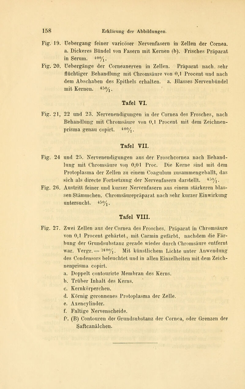 Fig. 19. TJebergang feiner varicöser Nervenfasern in Zellen der Cornea. a. Dickeres Bündel von Fasern mit Kernen (b). Frisches Präparat in Serum, ^oo/^, Fig. 20. IJebergänge der Corneanerven in Zellen. Präparat nach, sehr flüchtiger Behandlung mit Chromsäure von 0,1 Procent und nach dem Abschaben des Epithels erhalten, a. Blasses Nervenbündel mit Kernen. ^^Yi. Tafel VI. Fig. 21, 22 und 23. Nervenendigungen in der Cornea des Frosches, nach Behandlung mit Chromsäure von 0,1 Procent mit dem Zeichnen- Tafel VII. Fig. 24 und 25. Nervenendigungen aus der Froschcornea nach Behand- lung mit Ghromsäure von 0,01 Proc. Die Kerne sind mit dem Protoplasma der Zellen zu einem Coagulum zusammengeballt, das sich als directe Fortsetzung der Nervenfasern darstellt. ^^%. Fig. 26. Austritt feiner und kurzer Nervenfasern aus einem stärkeren blas- sen Stämmchen. Chromsäurepräparat nach sehr kurzer Einwirkung untersucht. ■*^%. Tafel VIII. Fig. 27. Zwei Zellen aus der Cornea des Frosches. Präparat in Chromsäure von 0,1 Procent gehärtet, mit Carmin gefärbt, nachdem die Fär- bung der Grundsubstanz gerade wieder durch Chromsäure entfernt war. Vergr. = '-^40(1/^, Mit künstlichem Lichte unter Anwendung des Condensors beleuchtet und in allen Einzelheiten mit dem Zeich- nenprisma copirt. a. Doppelt contourirte Membran des Kerns. b. Trüber Inhalt des Kerns. c. Kernkörperchen. d. Körnig geronnenes Protoplasma der Zelle. e. Axencylinder. f. Faltige Nervenscheide. P. (B) Contouren der Grundsubstanz der Cornea, oder Grenzen der Saftcanälchen.