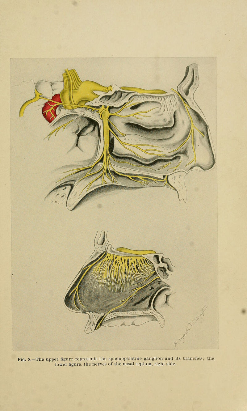 V; \V Fig. 8.—The upper figure represents the sphenopalatine ganglion and its branches; the lower figure, the nerves of the nasal septum, right side.