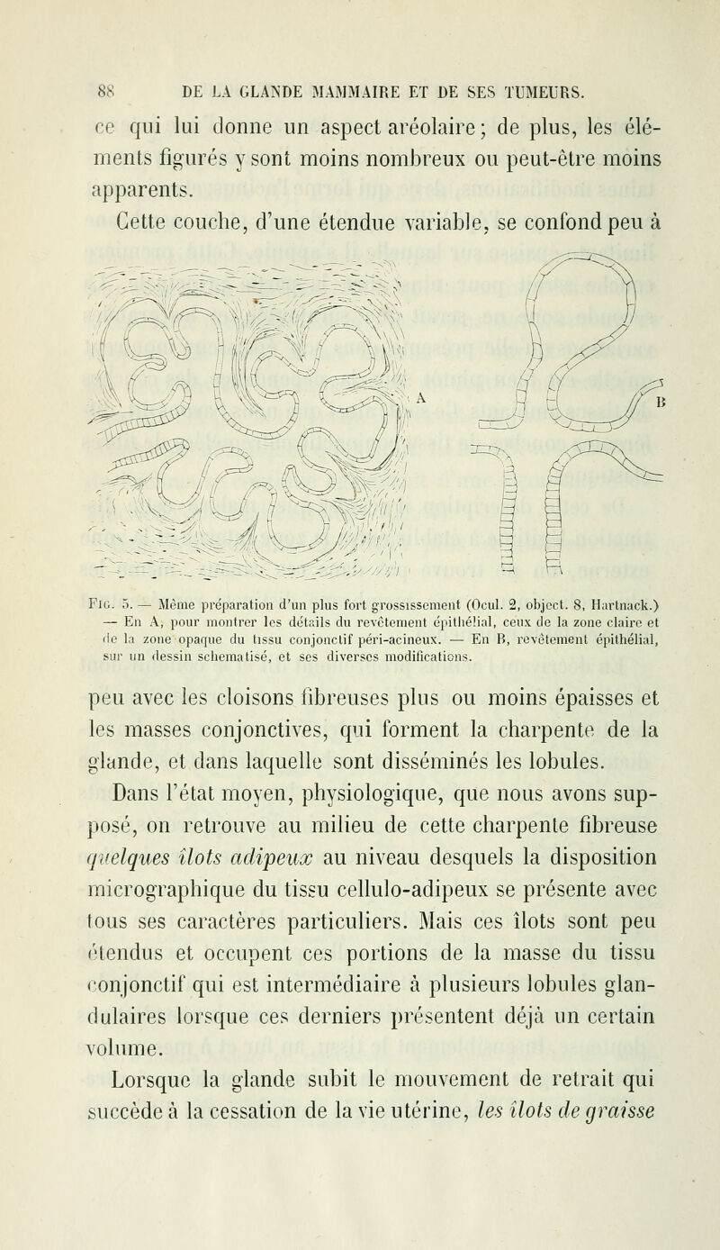 ce qui lui donne un aspect aréolaire ; de plus, les élé- ments figurés y sont moins nombreux ou peut-être moins apparents. Cette couche, d'une étendue variable, se confond peu à ^- siii/-^.- )■ =^^ FiG. 5. — Même préparation d'un plus fort grossissement (Ocul. 2, objcct. 8, Hartnack.) — En A, pour montrer les détails du revêtement épitliélial, ceux de la zone claire et fie la zone opaque du tissu conjonclif péri-acineux. — En B, l'cvêtement épitliélial, sur un dessin schématisé, et ses diverses modifications. peu avec les cloisons fibreuses plus ou moins épaisses et les masses conjonctives, qui forment la charpente de la glande, et dans laquelle sont disséminés les lobules. Dans l'état moyen, physiologique, que nous avons sup- posé, on retrouve au milieu de cette charpente fibreuse quelques îlots adipeux au niveau desquels la disposition micrographique du tissu cellulo-adipeux se présente avec tous ses caractères particuliers. Mais ces îlots sont peu étendus et occupent ces portions de la masse du tissu conjonctif qui est intermédiaire à plusieurs lobules glan- dulaires lorsque ces derniers présentent déjà un certain volume. Lorsque la glande subit le mouvement de retrait qui succède à la cessation de la vie utérine, les îlots de graisse