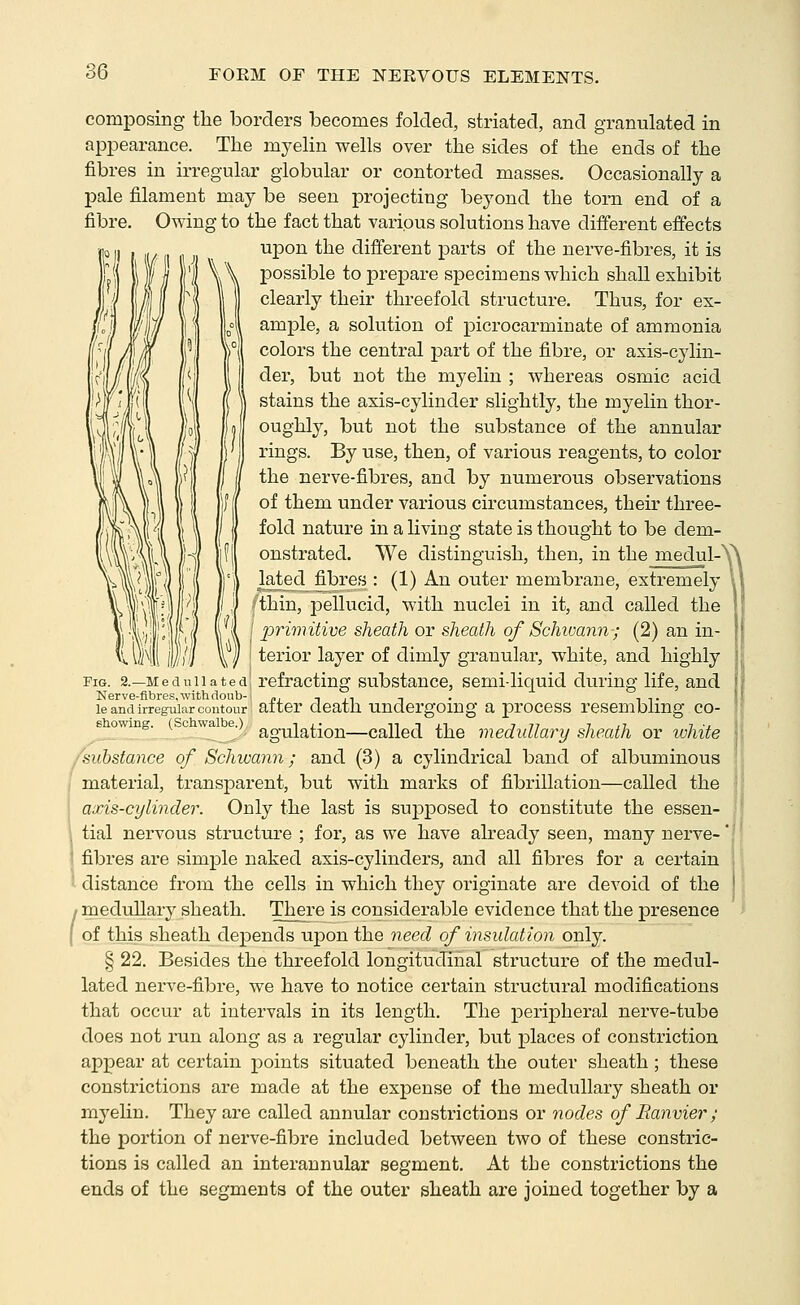 composing tlie borders becomes folded, striated, and granulated in appearance. The myelin wells over the sides of the ends of the fibres in irregular globular or contorted masses. Occasionally a pale filament may be seen projecting beyond the torn end of a fibre. Owing to the fact that various solutions have different effects upon the different parts of the nerve-fibres, it is possible to prepare specimens which shall exhibit clearly their threefold structure. Thus, for ex- ample, a solution of picrocarminate of ammonia colors the central part of the fibre, or axis-cylin- der, but not the myelin ; whereas osmic acid stains the axis-cylinder slightly, the myelin thor- oughly, but not the substance of the annular rings. By use, then, of various reagents, to color / the nerve-fibres, and by numerous observations of them under various circumstances, their three- fold nature in a living state is thought to be dem- onstrated. We distinguish, then, in the medul- lated_fibres : (1) An outer membrane, extremely Jthin, pellucid, with nuclei in it, and called the ' primitive sheath or sheath of Schwann-; (2) an in- terior layer of dimly granular, white, and highly Via. 2.—Mediiiiatedj refracting substance, semi-liquid during life, and Nerve-fibres,withdoub- (.j n ii -i • i i. le and irregular contour alter death undcrgomg a process resemblmg co- s owang. c wa e.) g^g^jj^^JQj^—Called the medullary sheath or white ('substance of Schwann; and (3) a cylindrical band of albuminous material, transparent, but with marks of fibrillation—called the axis-cylinder. Only the last is supposed to constitute the essen- tial nervous structure ; for, as we have already seen, many nerve-' fibres are simple naked axis-cylinders, and all fibres for a certain distance from the cells in which they originate are devoid of the / medullary sheath. There is considerable evidence that the presence I of this sheath depends uj)on the need of insulation only. § 22. Besides the threefold longitudinal structure of the medul- lated nerve-fibre, we have to notice certain structural modifications that occur at intervals in its length. The peripheral nerve-tube does not run along as a regular cylinder, but places of constriction appear at certain points situated beneath the outer sheath; these constrictions are made at the expense of the medullary sheath or myelin. They are called annular constrictions or nodes of Eanvier; the portion of nerve-fibre included between two of these constric- tions is called an interannular segment. At the constrictions the ends of the segments of the outer sheath are joined together by a ft