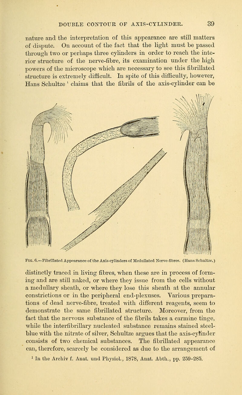 nature and the intei-pretation of this appearance are still matters of dispute. Ou account of the fact that the light must be passed through two or perliaps three cylinders in order to reach the inte- rior structure of the nerve-fibre, its examination under the high powers of the microscope which are necessary to see this fibrillated structure is extremely diiScult. In spite of this difficulty, however, Hans Schultze ' claims that the fi.brils of the axis-cylinder can be Fig. 6.—Fibrillatecl Appearance of the Axis-cylinders of MeduUated Nerve-fibres. (Hans Schultze.) distinctly traced in living fibres, when these are in process of form- ing and are still naked, or where they issue from the cells without a medullary sheath, or where they lose this sheath at the annular constrictions or in the peripheral end-plexuses. Various prepara- tions of dead nerve-fibre, treated with different reagents, seem to demonstrate the same fibrillated structure. Moreover, from the fact that the nervous substance of the fibrils takes a carmine tinge, while the interfibrillary nucleated substance remains stained steel- blue with the nitrate of silver, Schultze argues that the axis-cyfinder consists of two chemical substances. The fibrillated appearance can, therefore, scarcely be considered as due to the arrangement of 1 In the Archiv f. Anat. und Physiol., 1878, Anat. Abtli., pp. 259-285.