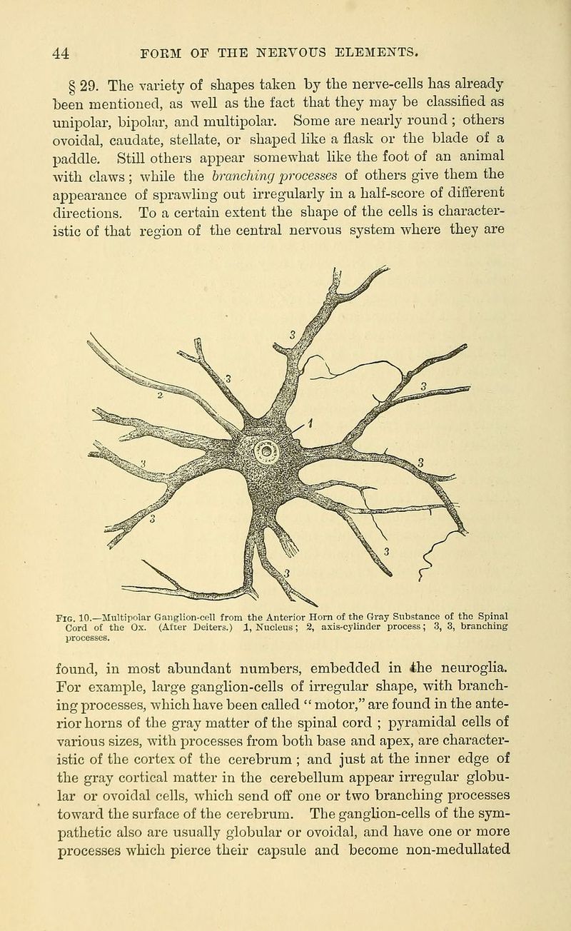 § 29. The variety of shapes taken by the nerve-cells has already been mentioned, as v^ell as the fact that they may be classified as unipolar, bipolar, and multipolar. Some are nearly round ; others ovoidal, caudate, stellate, or sha^Ded like a flask or the blade of a paddle. Still others appear somewhat like the foot of an animal with claws; while the branching 2yrocesms of others give them the appearance of sprawling out irregularly in a half-score of different directions. To a certain extent the shape of the cells is character- istic of that region of the central nervous system where they are Fig. 10.—Multipolar Ganglion-cell from the Anterior Horn of the Gray Substance of the Spinal Cord of the Ox. (After Deiters.) 1, Nucleus; 2, axis-cylinder process; 3, 3, branching processes. found, in most abundant numbers, embedded in the neuroglia. For example, large ganglion-cells of irregular shape, with branch- ing processes, which have been called  motor, are found in the ante- rior horns of the gray matter of the spinal cord ; pyramidal cells of various sizes, with processes from both base and apex, are character- istic of the cortex of the cerebrum ; and just at the inner edge of the gray cortical matter in the cerebellum appear irregular globu- lar or ovoidal cells, which send off one or two branching processes toward the surface of the cerebrum. The ganglion-cells of the sym- pathetic also are usually globular or ovoidal, and have one or more processes which pierce their capsule and become non-meduUated