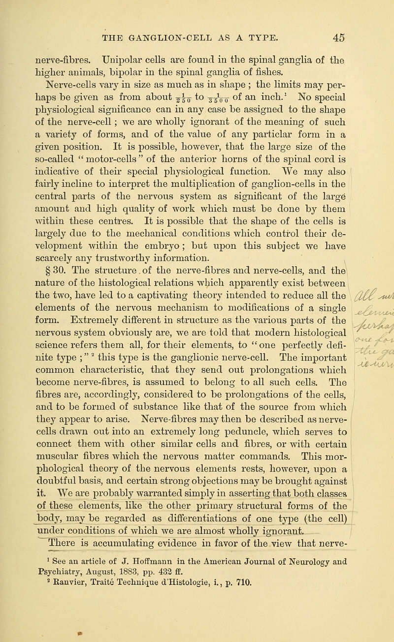 nerve-fibres. Unipolar cells are found in the spinal ganglia of tlie higher animals, bipolar in the spinal ganglia of fishes. Nerve-cells vary in size as much as in shape ; the limits may per- haps be given as from about j\-q to -j^Vo ^^ ^^ inch.' No special physiological significance can in any case be assigned to the shape of the nerve-cell; we are wholly ignorant of the meaning of such a variety of forms, and of the value of any particlar form in a given position. It is possible, however, that the large size of the so-called motor-cells of the anterior horns of the spinal cord is indicative of their special physiological function. We may also fairly incline to interpret the multiplication of ganglion-cells in the central parts of the nervous system as significant of the large amount and high quality of work which must be done by them within these centres. It is possible that the shape of the cells is largely due to the mechanical conditions which control their de- velopment within the embryo ; but upon this subject we have scarcely any trustworthy information. § 30. The structure. of the nerve-fibres and nerve-cells, and the\ nature of the histological relations which apparently exist between the two, have led to a captivating theory intended to reduce all the elements of the nervous mechanism to modifications of a single form. Extremely different in structure as the various parts of the nervous system obviously are, we are told that modern histological science refers them all, for their elements, to one perfectly defi- nite type ; ^ this type is the ganglionic nerve-cell. The important common characteristic, that they send out prolongations which become nerve-fibres, is assumed to belong to all such cells. The fibres are, accordingly, considered to be prolongations of the cells, and to be formed of substance like that of the source from which they appear to arise. Nerve-fibres may then be described as nerve- cells drawn out into an extremely long peduncle, which serves to connect them with other similar cells and fibres, or with certain muscular fibres which the nervous matter commands. This mor- phological theory of the nervous elements rests, however, upon a doubtful basis, and certain strong objections may be brought against it. We are probably warranted simply in asserting that both classes of these elements, like the other primary structural forms of the Jbody, may be regarded as differentiations of one type (the cell) under conditions of which we are almost wholly ignorant. There is accumulating evidence in favor of the view that nerve- ' See an article of J. Hoffmann in the American Journal of Neurology and Psychiatry, August, 1883, pp. 432 S. ^ Eanvier, Traite Technique d'Histologie, i., p. 710.