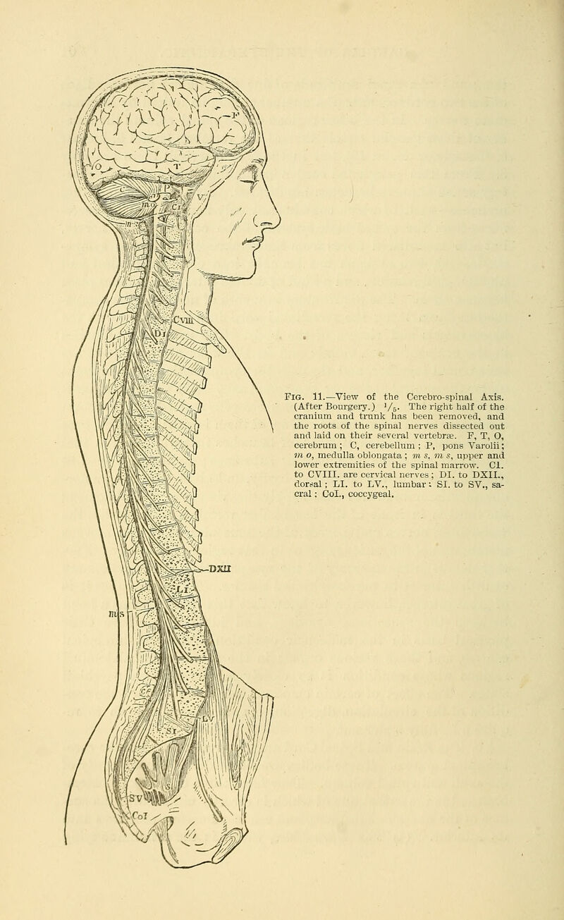 Fig. 11.—View of the Cerebro-spinal Axis. (After Bourgei-y.) 1/5- The right half of the cranium and trunk has been removed, and the roots of the spinal nerves dissected out and laid on their several vertebrae. F, T. O, cerebrum ; C, cerebellum ; P, pons Varolii; m o, medulla oblongata ; in s. in s, upper and lower extremities of the spinal marrow. CI. to CVIII. are cervical nerves ; DI. to DXII., dorsal ; LI. to LV., lumbar: SI. to SV., sa- cral : Col., coccygeal.