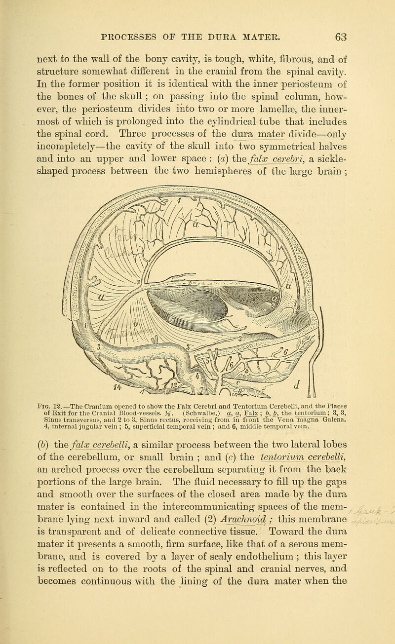 next to the wall of the bony cavity, is tough, white, fibrous, and of structure somewhat different in the cranial from the spinal cavity. In the former position it is identical with the inner periosteum of the bones of the skull ; on jDassing into the spinal column, how- ever, the periosteum divides into two or more lamellae, the inner- most of which is prolonged into the cylindrical tube that includes the spinal cord. Three processes of the dura mater divide—only incompletely—the cavity of the skull into two symmetrical halves and into an upper and lower space : (a) the falx cerebri, a sickle- shaped process between the two hemispheres of the large brain ; Fig. 12.—The Cranium opened to show the Falx Cerebri and Tentorium Cerebelli, and the Places of Exit for the Cranial Blood-vessels. J4. (Schwalbe.) a, a, Falx ; &, 6, the tentorium; 3, 3, Sinus transversus, and 2 to 3, Sinus rectus, receiving from in front the Vena magna Galena. 4, internal jugular vein ; 5, superficial temporal vein ; and 6, middle temporal vein. (b) the falx cerebelli, a similar process between the two lateral lobes of the cerebellum, or small brain ; and (c) the tentorium cerebelli, an arched process over the cerebellum separating it from the back portions of the large brain. The fluid necessary to fill up the gaps and smooth over the surfaces of the closed area made by the dura mater is contained in the intercommunicating spaces of the mem- brane lying next inward and called (2) Arachnoid ; this membrane is transparent and of delicate connective tissue. Toward the dura mater it presents a smooth, firm surface, like that of a serous mem- brane, and is covered by a layer of scaly endothelium ; this layer is reflected on to the roots of the spinal and cranial nerves, and becomes continuous with the lining of the dura mater when the