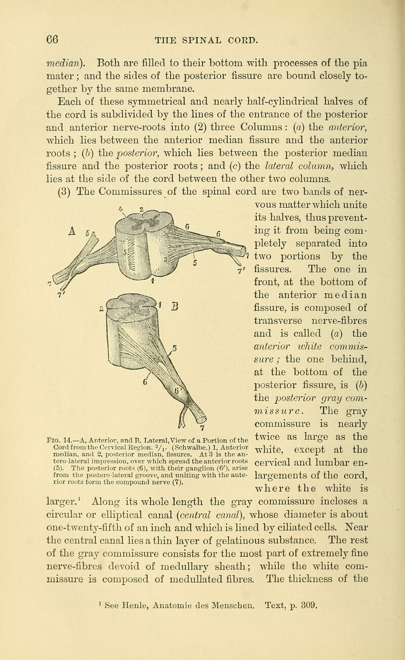 median). Both are filled to their bottom with processes of the pia mater; and. the sides of the posterior fissure are bound closely to- gether by the same membrane. Each of these symmetrical and nearly half-cylindrical halves of the cord is subdivided by the lines of the entrance of the posterior and anterior nerve-roots into (2) three Columns : (a) the anterior, which lies between the anterior median fissure and the anterior roots ; (6) the posterior, which lies between the posterior median fissure and the posterior roots; and (c) the lateral column, which lies at the side of the cord between the other two columns. (3) The Commissures of the spinal cord are two bands of ner- vous matter which unite its halves, thus prevent- ing it from being com- pletely separated into two portions by the fissures. The one in front, at the bottom of the anterior median fissure, is composed of transverse nerve-fibres and is called (a) the anterior white commis- sure ; the one behind, at the bottom of the posterior fissure, is (6) the posterior gray com- missure. The gray commissure is nearly twice as large as the white, except at the cervical and lumbar en- largements of the cord, where the white is larger.' Along its whole length the gray commissure incloses a circular or elliptical canal {central canal), whose diameter is about one-twenty-fifth of an inch and which is lined by ciliated cells. Near the central canal lies a thin layer of gelatinous substance. The rest of the gray commissure consists for the most part of extremely fine nerve-fibres devoid of medullary sheath; while the white com- missure is composed of medullated fibres. The thickness of the Fig. 14.—A, Anterior, and B, Lateral,View of a Portion of the Cord from the Cervical Region. Vi- (Schwalbe.) 1, Anterior median, and 2, posterior median, fissures. At .3 is the an- tero-lateral impression, over which spread the anterior roots (5). The posterior roots (6), with their ganglion (6'), arise from the postero-lateral groove, and uniting with the ante- rior roots form the compound nerve (7). ' See Henle, Anatomie des Menscheu. Text, p. 309.