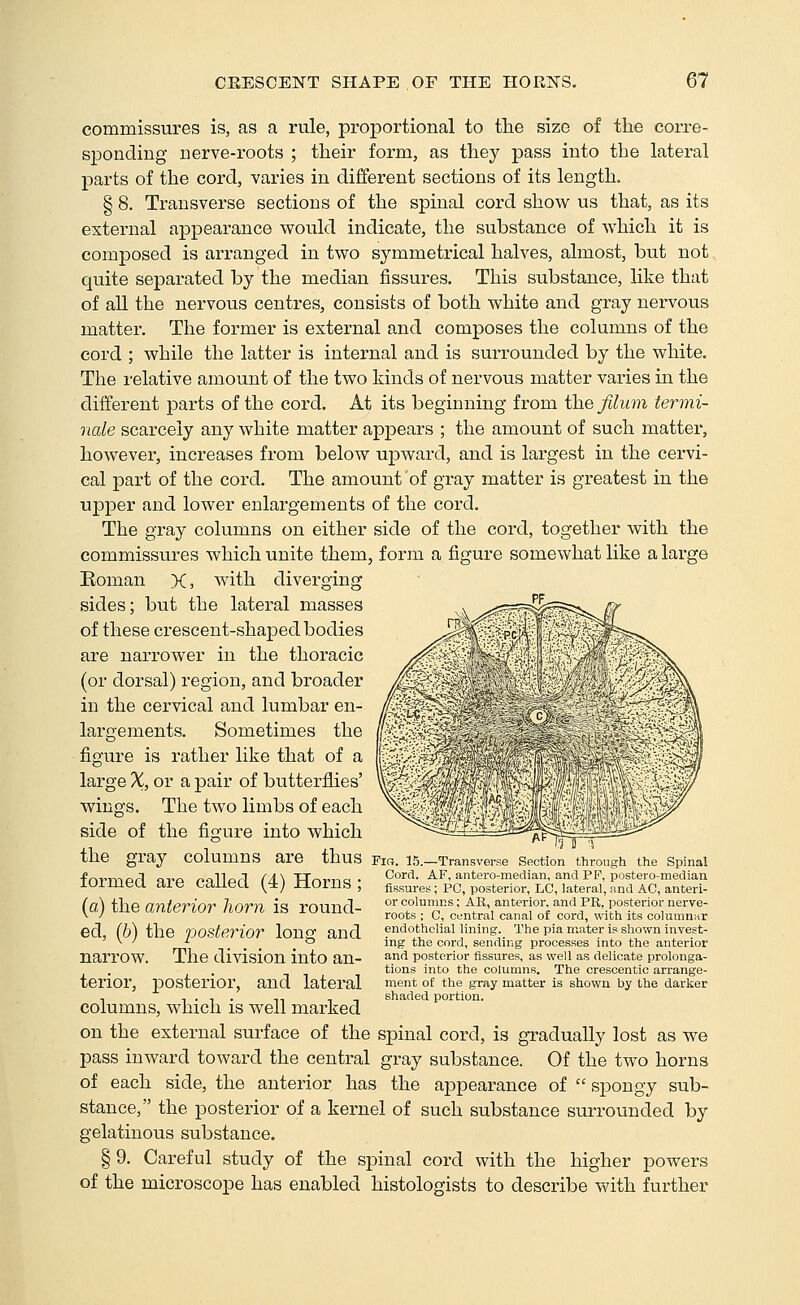 commissures is, as a rule, proportional to the size of the corre- sponding nerve-roots ; their form, as they pass into the lateral parts of the cord, varies in different sections of its length. § 8. Transverse sections of the spinal cord show us that, as its external appearance would indicate, the substance of which it is composed is arranged in two symmetrical halves, almost, but not quite separated by the median fissures. This substance, like that of all the nervous centres, consists of both white and gray nervous matter. The former is external and composes the columns of the cord ; while the latter is internal and is surrounded by the white. The relative amount of the two kinds of nervous matter varies in the diiferent parts of the cord. At its beginning from the filum termi- iiale scarcely any white matter appears ; the amount of such matter, however, increases from below upward, and is largest in the cervi- cal part of the cord. The amount of gray matter is greatest in the upper and lower enlargements of the cord. The gray columns on either side of the cord, together with the commissures which unite them, form a figure somewhat like a large Roman X, with diverging sides; but the lateral masses —--''^ of these crescent-shaped bodies are narrower in the thoracic (or dorsal) region, and broader in the cervical and lumbar en- largements. Sometimes the figure is rather like that of a large X, or a pair of butterflies' wings. The two limbs of each side of the figure into which the gray columns are thus formed are called (4) Horns ; (a) the anterior horn is round- ed, (6) the posterior long and narrow. The division into an- terior, posterior, and lateral columns, which is well marked on the external surface of the spinal cord, is gradually lost as we pass inward toward the central gray substance. Of the two horns of each side, the anterior has the appearance of  spongy sub- stance, the posterior of a kernel of such substance surrounded by gelatinous substance. §9. Careful study of the spinal cord with the higher powers of the microscope has enabled histologists to describe with further Fig 15—Trans\eise Section through the Spinal Gorci. AF, anteio median, and PP, posteio median fissures; PC, posterior, LC, lateral, and AC, anteri- or columns; AR, anterior, and PR, posterior nerve- roots ; C, central canal of cord, with its columnar endothelial lining. The pia m^ater is shown invest- ing the cord, sending processes into the anterior and posterior fissures, as well as delicate prolonga- tions into the columns. The crescentic arrange- ment of the gray matter is showu by the darker shaded portion.