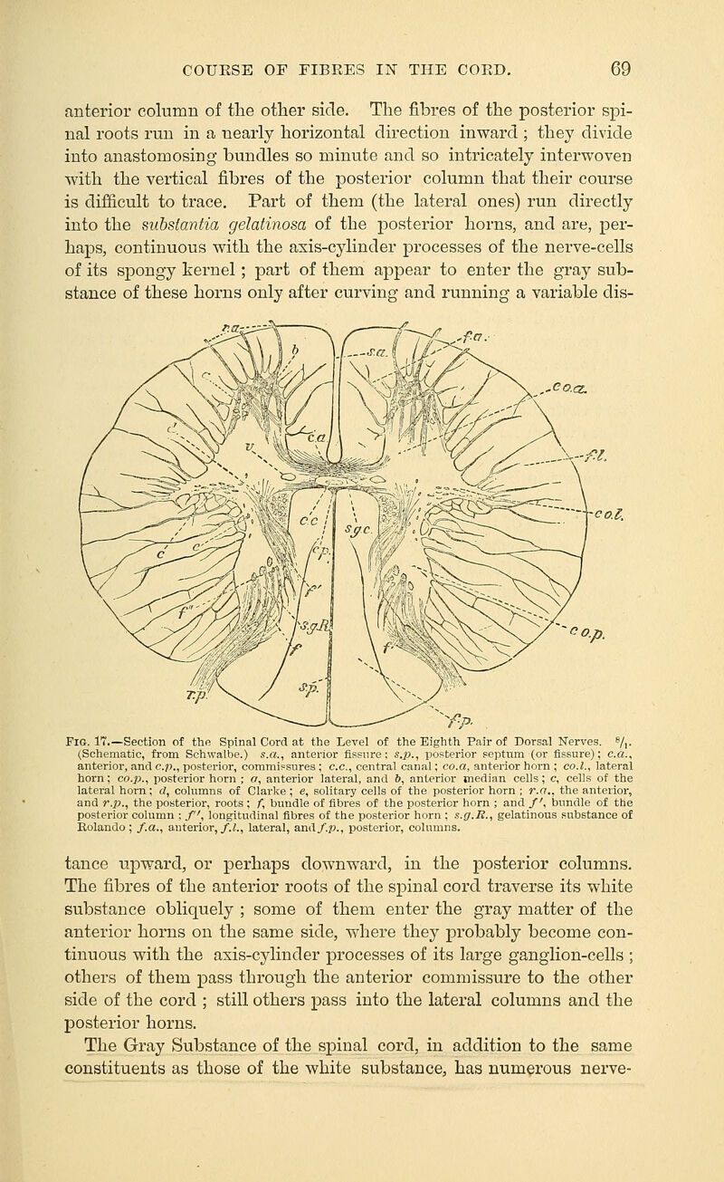 anterior column of the other side. The fibres of the posterior spi- nal roots run in a nearly horizontal direction inward ; they divide into anastomosing bundles so minute and so intricately interwoven with the vertical fibres of the posterior column that their course is difficult to trace. Part of them (the lateral ones) run directly into the siibslantia gelatinosa of the posterior horns, and are, per- haps, continuous with the axis-cylinder processes of the nerve-cells of its spongy kernel; part of them appear to enter the gray sub- stance of these horns only after curving and running a variable dis- ,'(^0.(Z. -co.l. Fig. 17.—Section of the Spinal Cord at the Level of the Eighth Pair of Dorsal Nerves. 7,. (Schematic, from Schwalbe.) «.«., anterior fissure; s.p., posterior septum (or fissure); c.a.^ anterior, and c.p., posterior, commissures ; c.c, central canal; co.a, anterior horn ; co.l., lateral horn; co.p., posterior horn ; a, anterior lateral, and 6, anterior median cells; c, cells of the lateral horn; d, columns of Clarke ; e, solitary cells of the posterior horn ; r.a.. the anterior, and r.p., the posterior, roots ; f, bundle of fibres of the posterior horn ; and /', bundle of the posterior column ; f\ longitudinal fibres of the posterior horn ; s.g.R., gelatinous substance of Eolando; /.a., anterior,/.i., lateral, and/.p., posterior, columns. tance upward, or perhaps downward, in the posterior columns. The fibres of the anterior roots of the spinal cord traverse its white substance obliquely ; some of them enter the gray matter of the anterior horns on the same side, where they probably become con- tinuous with the axis-cylinder processes of its large ganglion-cells ; others of them pass through the anterior commissure to the other side of the cord ; still others pass into the latei'al columns and the posterior horns. The Gray Substance of the spinal cord, in addition to the same constituents as those of the white substance, has numerous nerve-